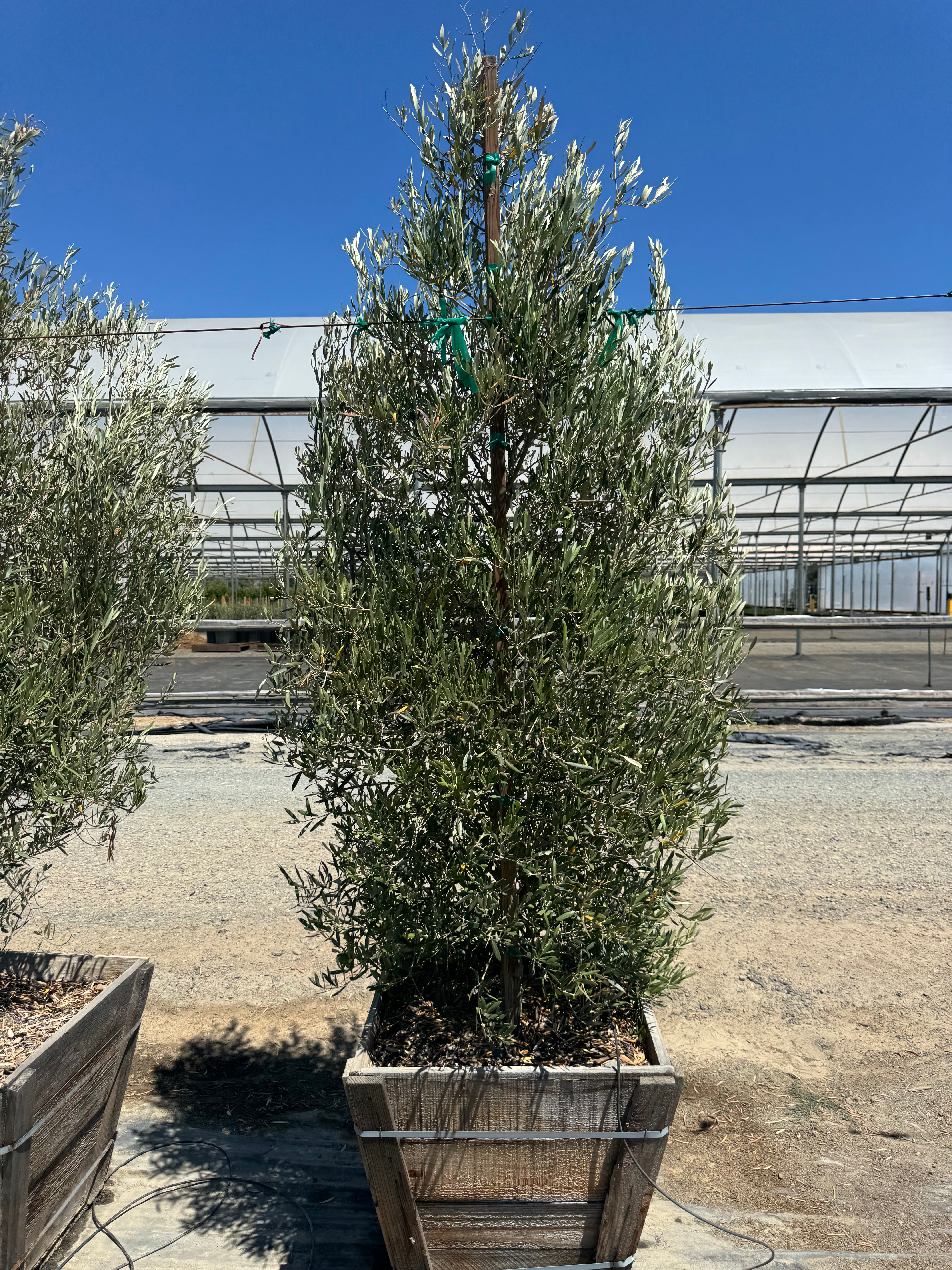 Majestic Beauty Fruitless Olive (Olea Europaea Monher) 24 inch box