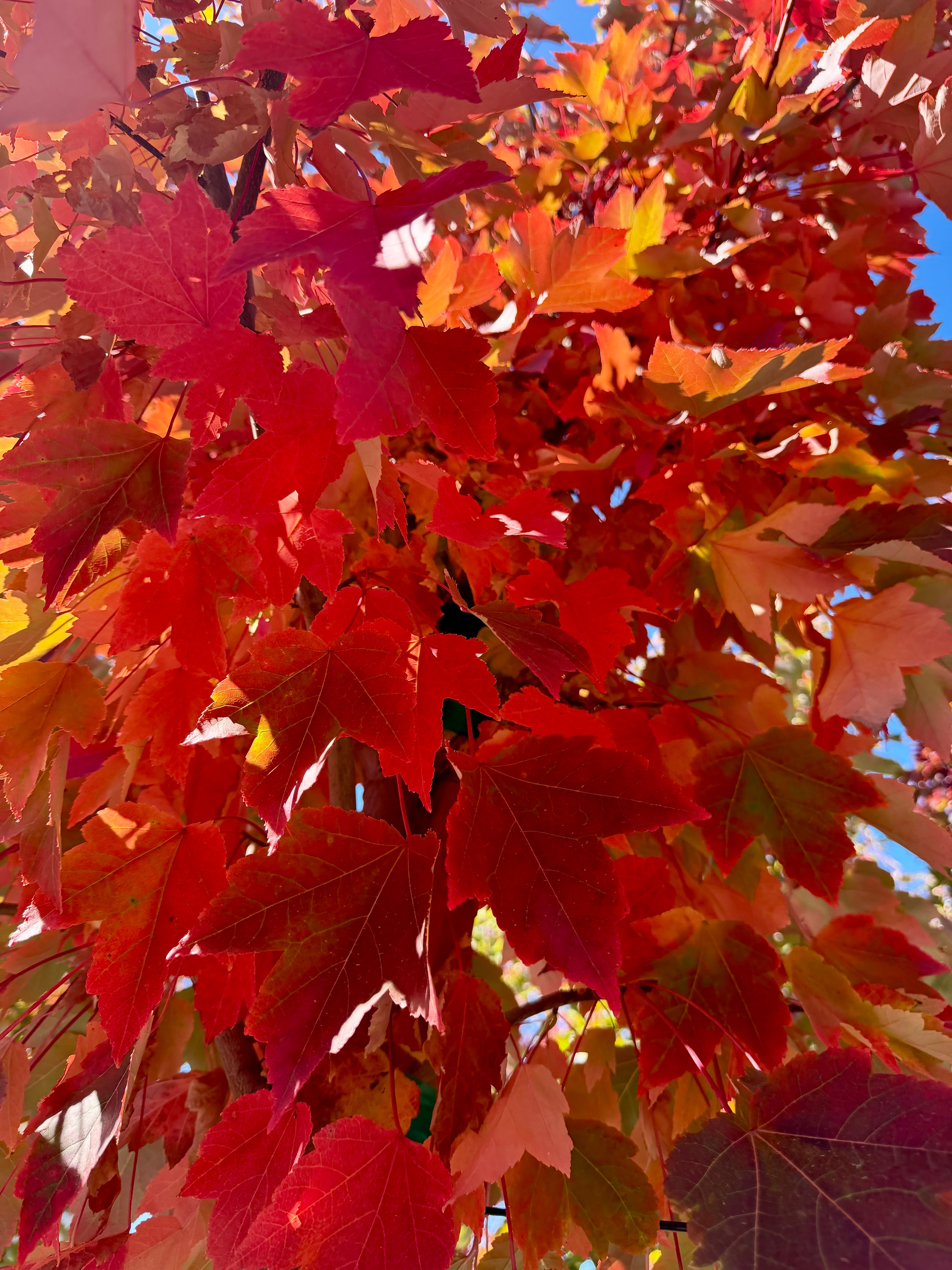 October Glory (Acer Rubrum) Maple 24 inch box
