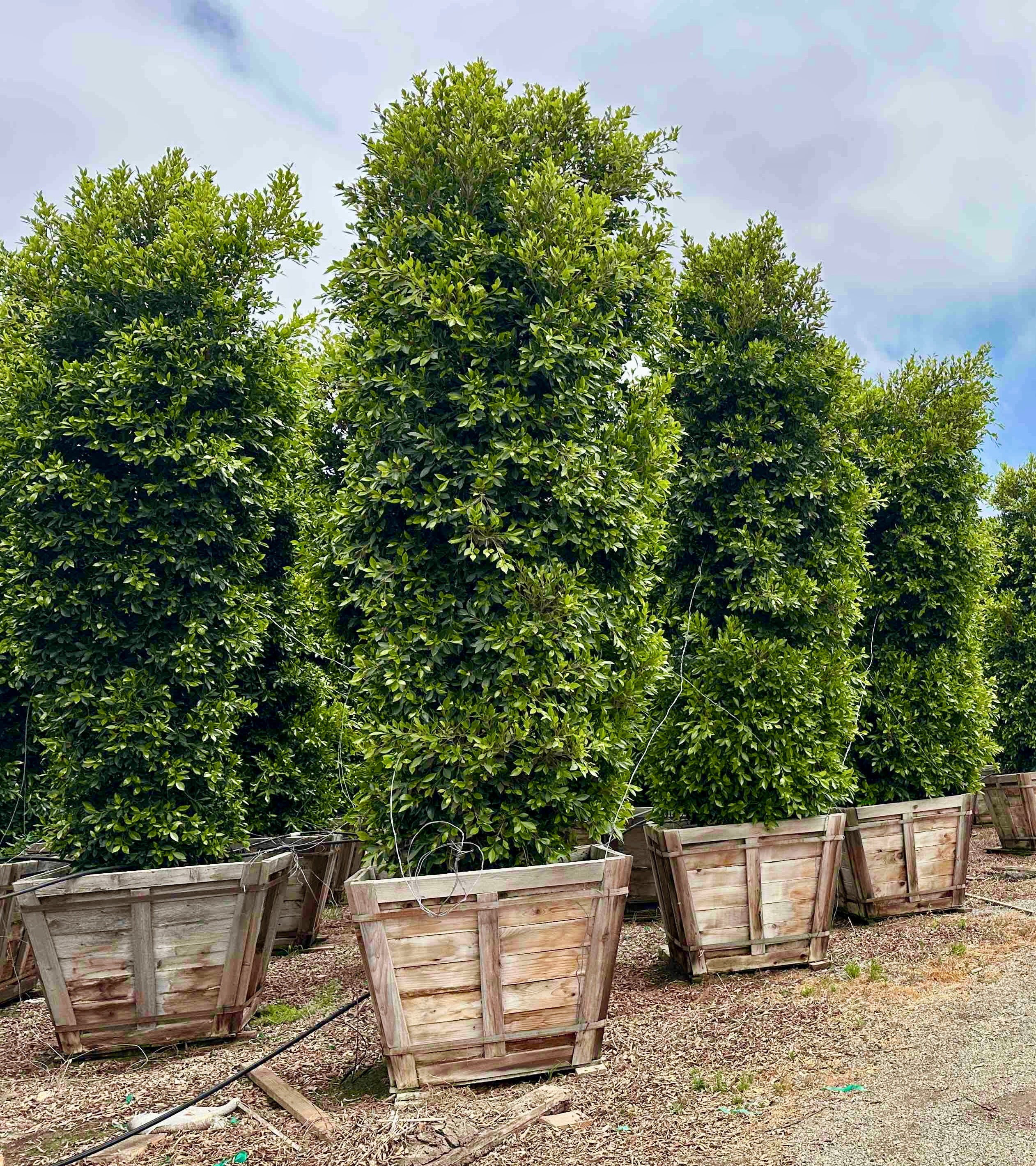 Indian Laurel (Ficus Nitida) Column 48 inch box