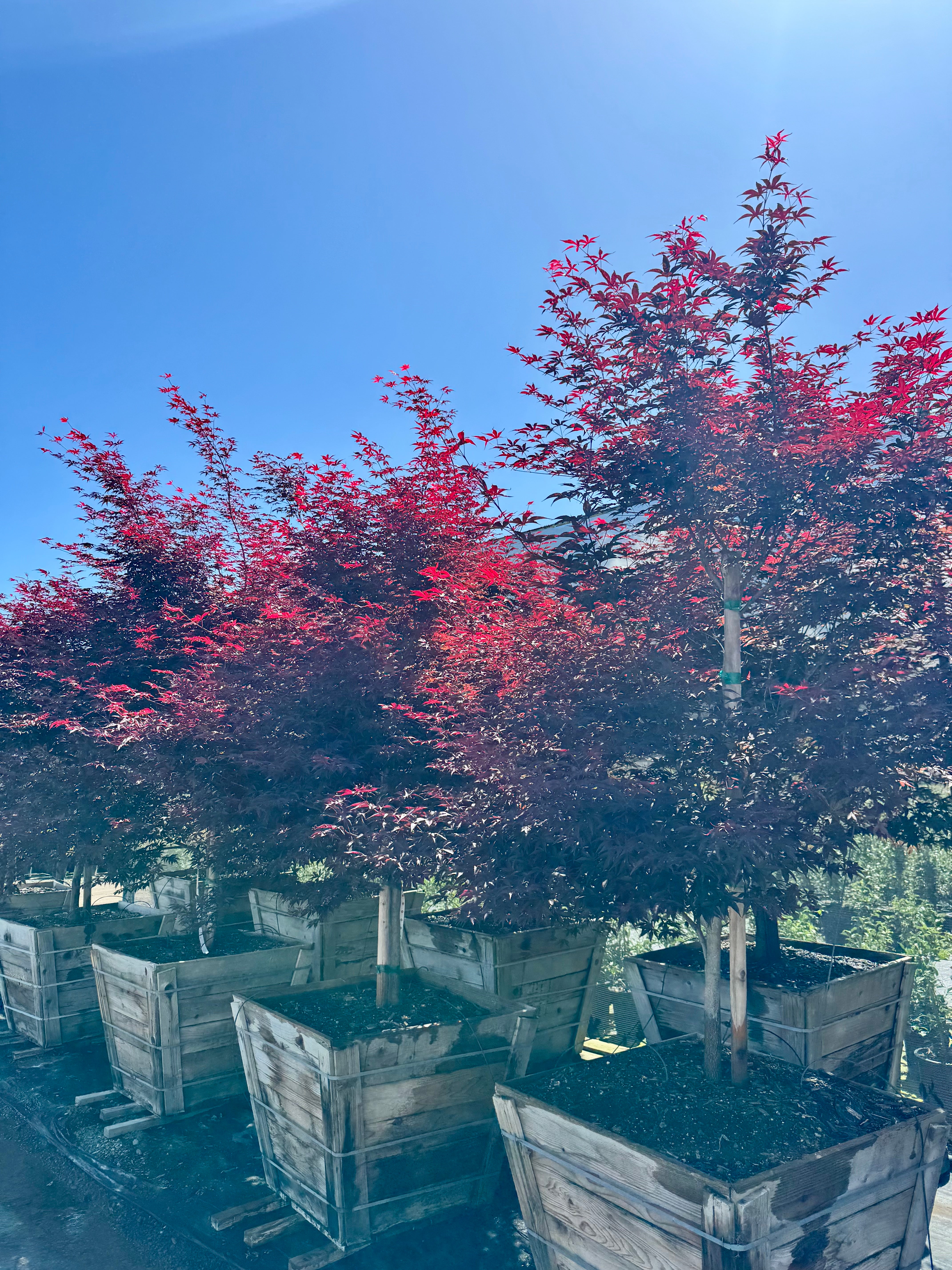 Acer Palmatum 'Bloodgood' Japanese Maple 36 inch box
