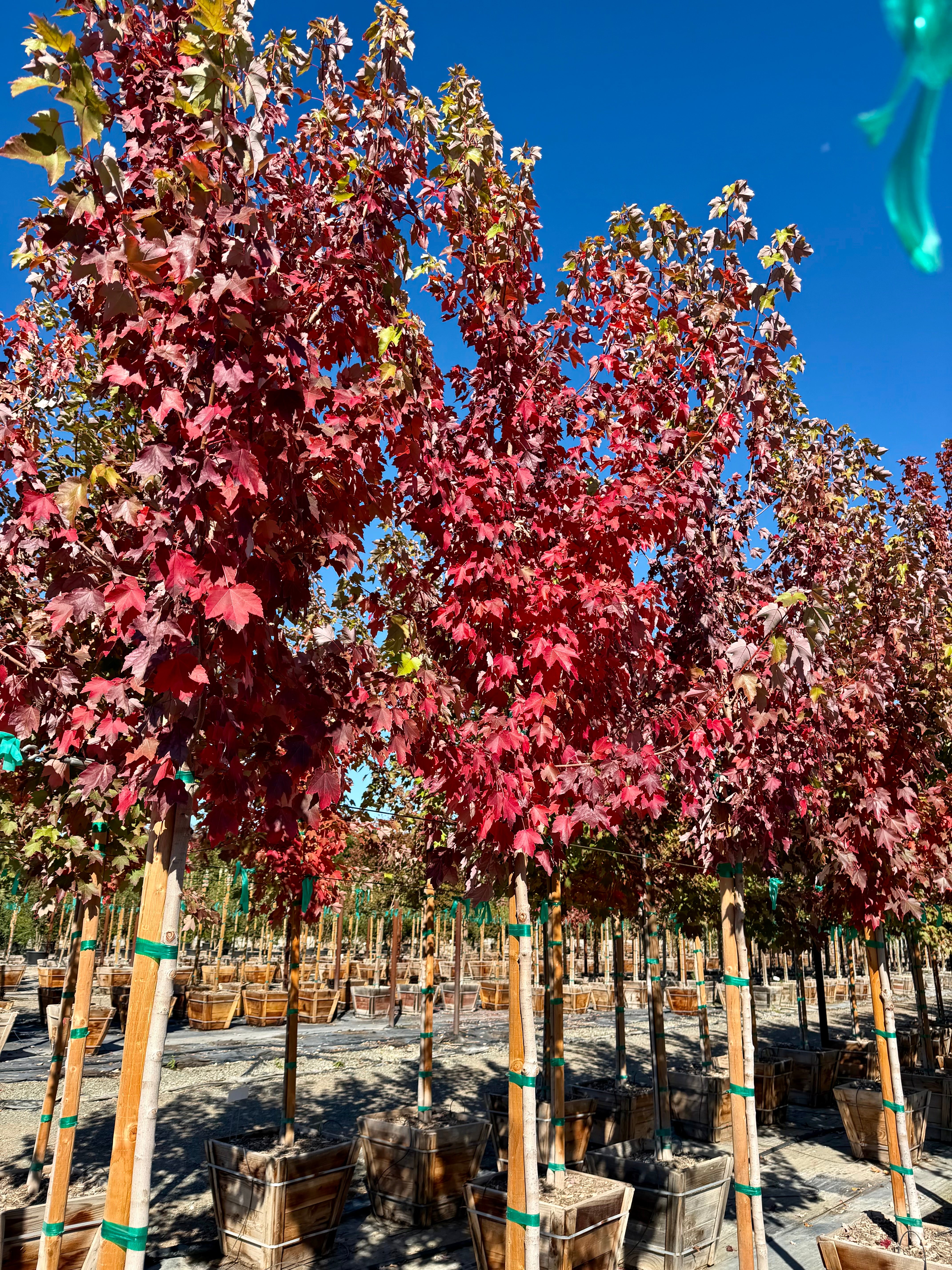 October Glory (Acer Rubrum) Maple 24 inch box