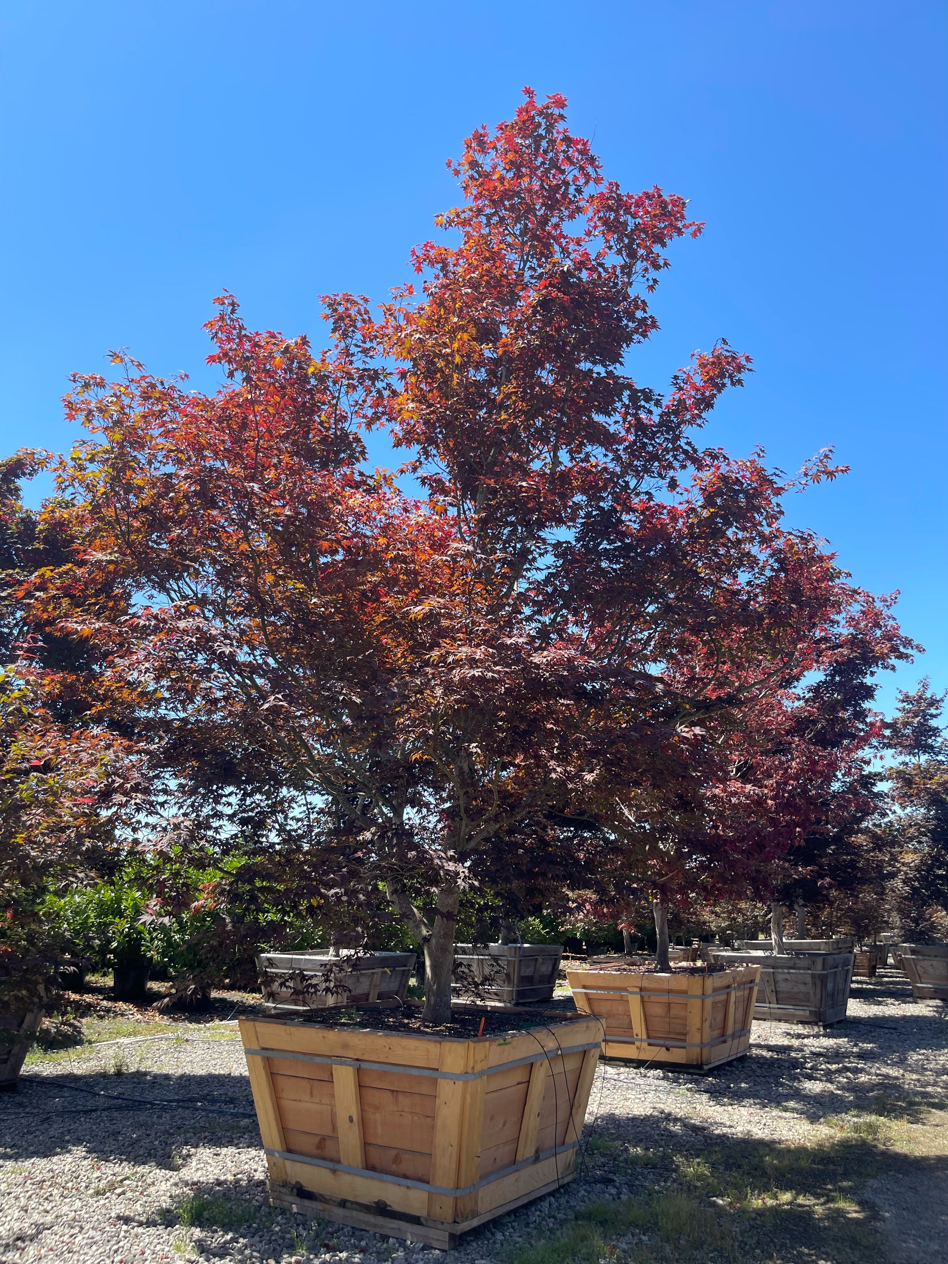 Acer Palmatum 'Bloodgood' Japanese Maple 48 & 60 inch box