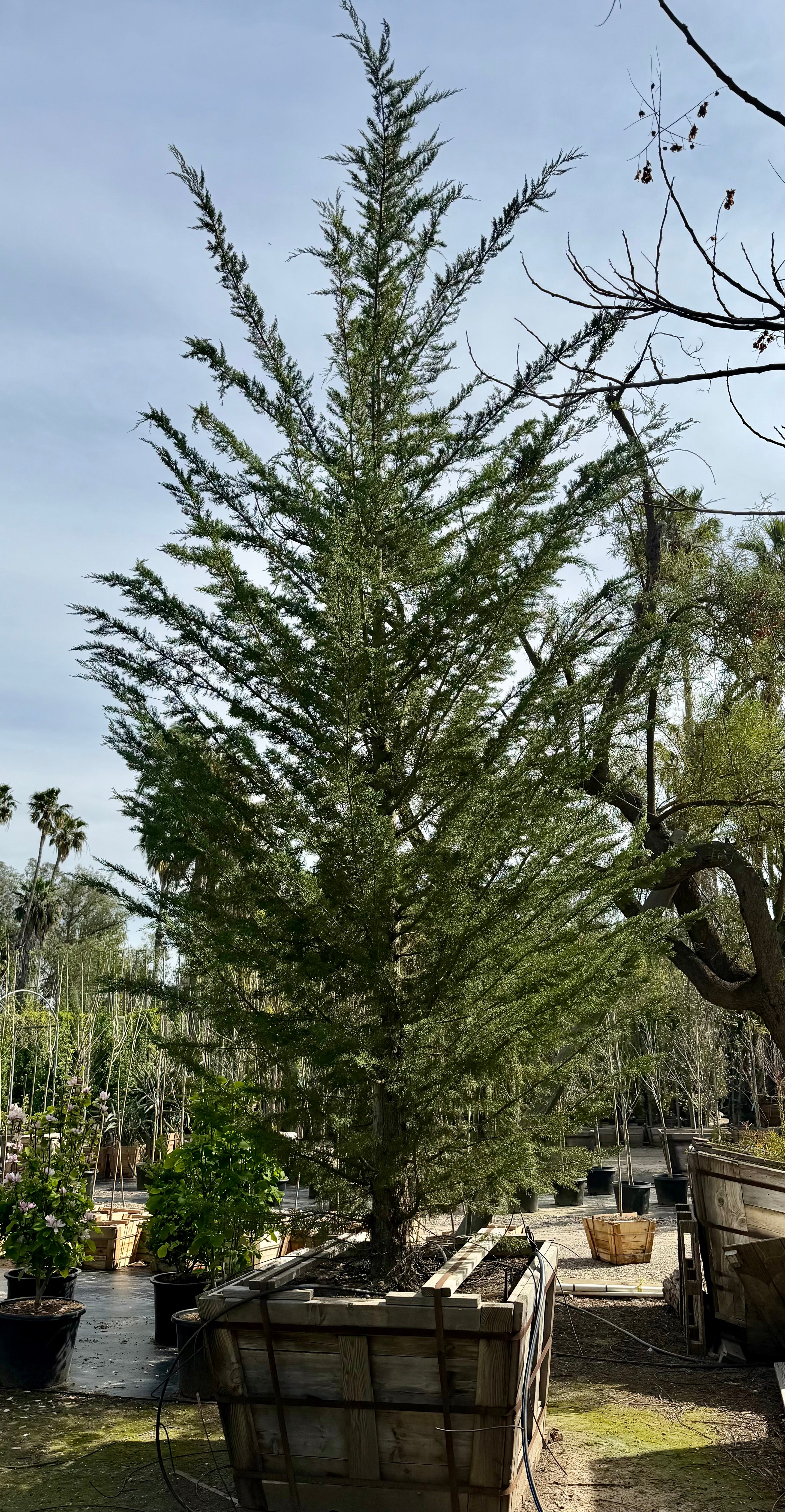 Cupressus Macrocarpa 'Monterey Cypress' 48 inch box