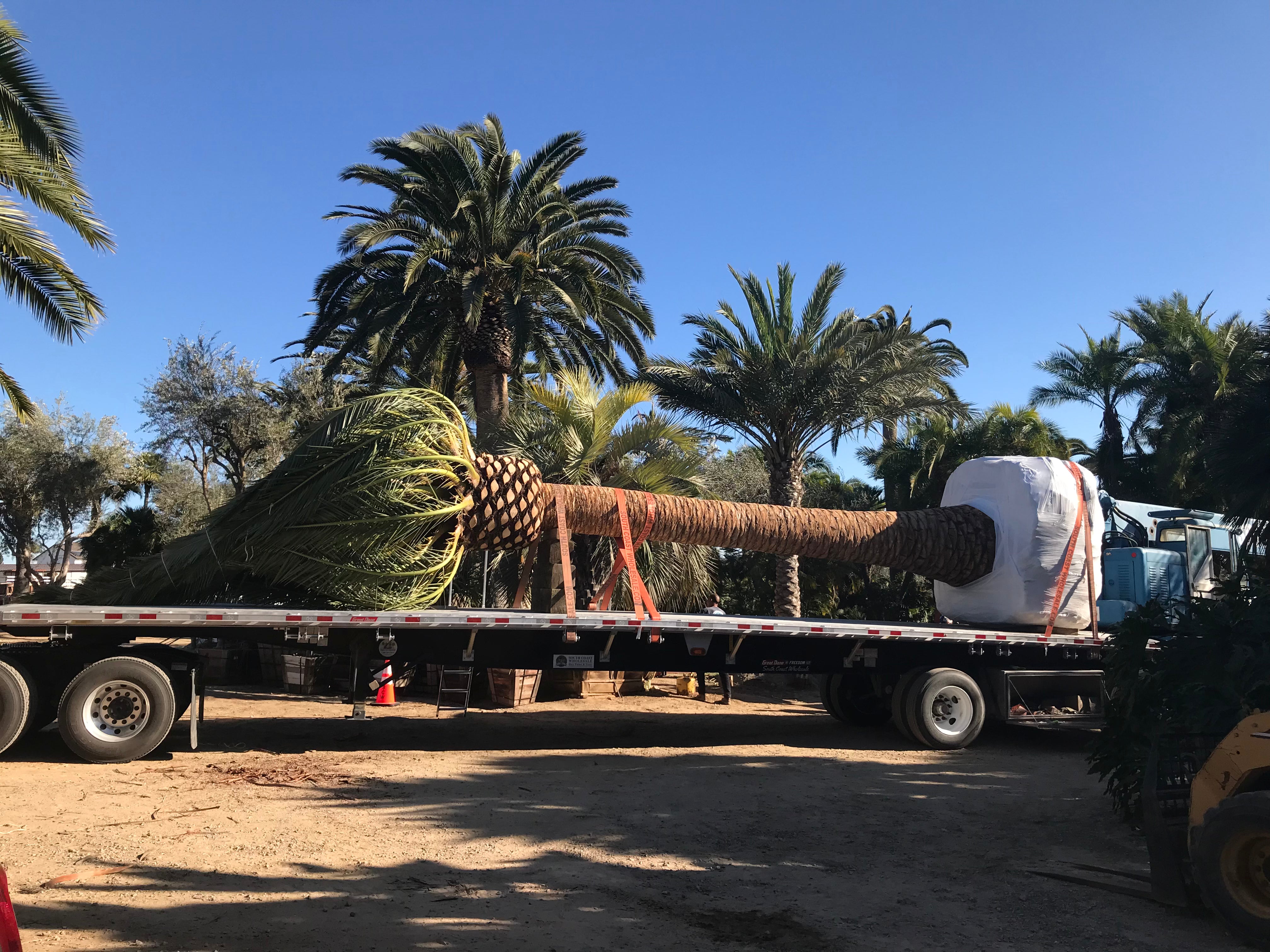 Phoenix Canariensis 'Canary Island Date Palm'