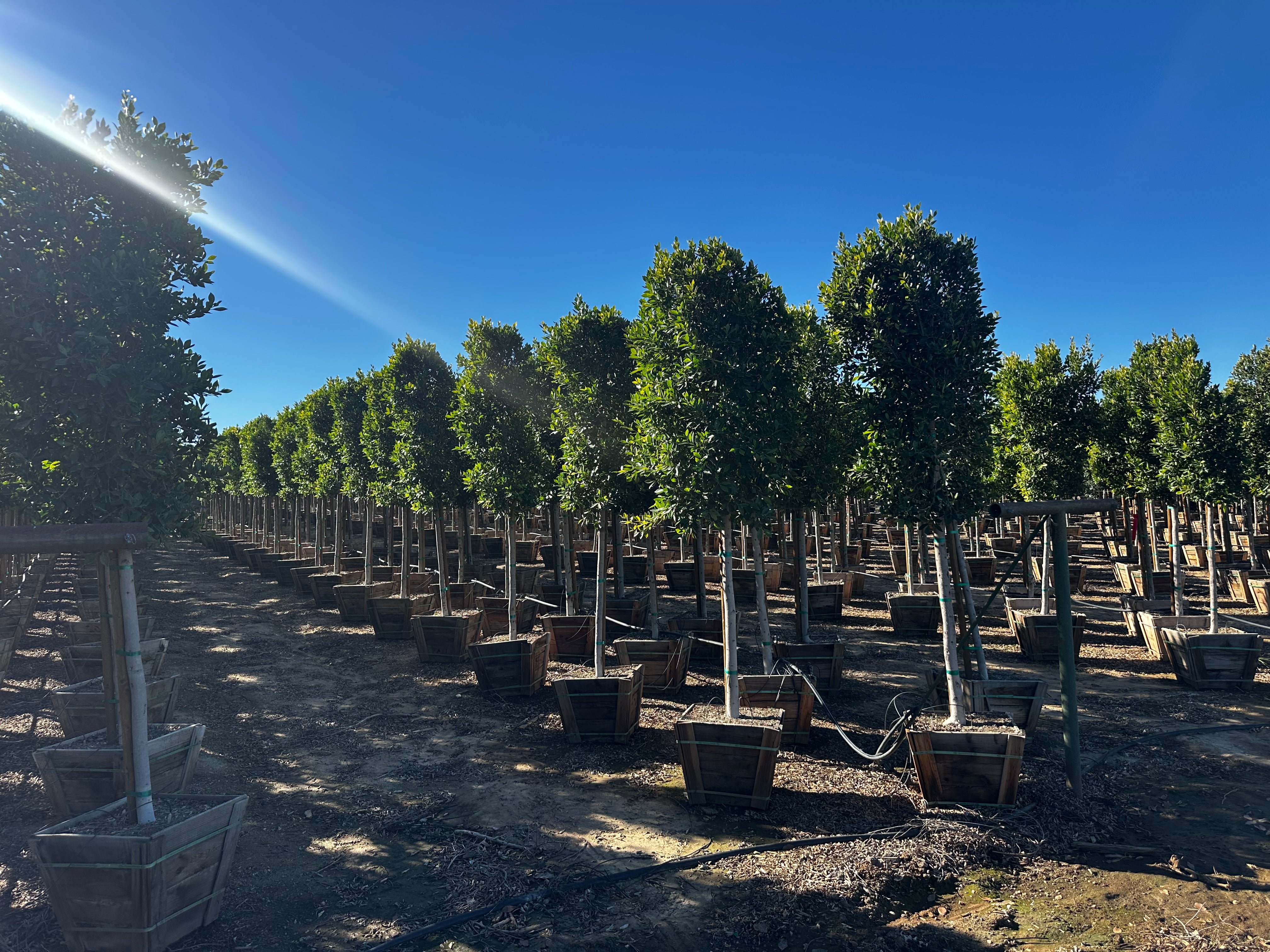 Ficus Nitida (Indian Laurel) Standard Form 24 inch box