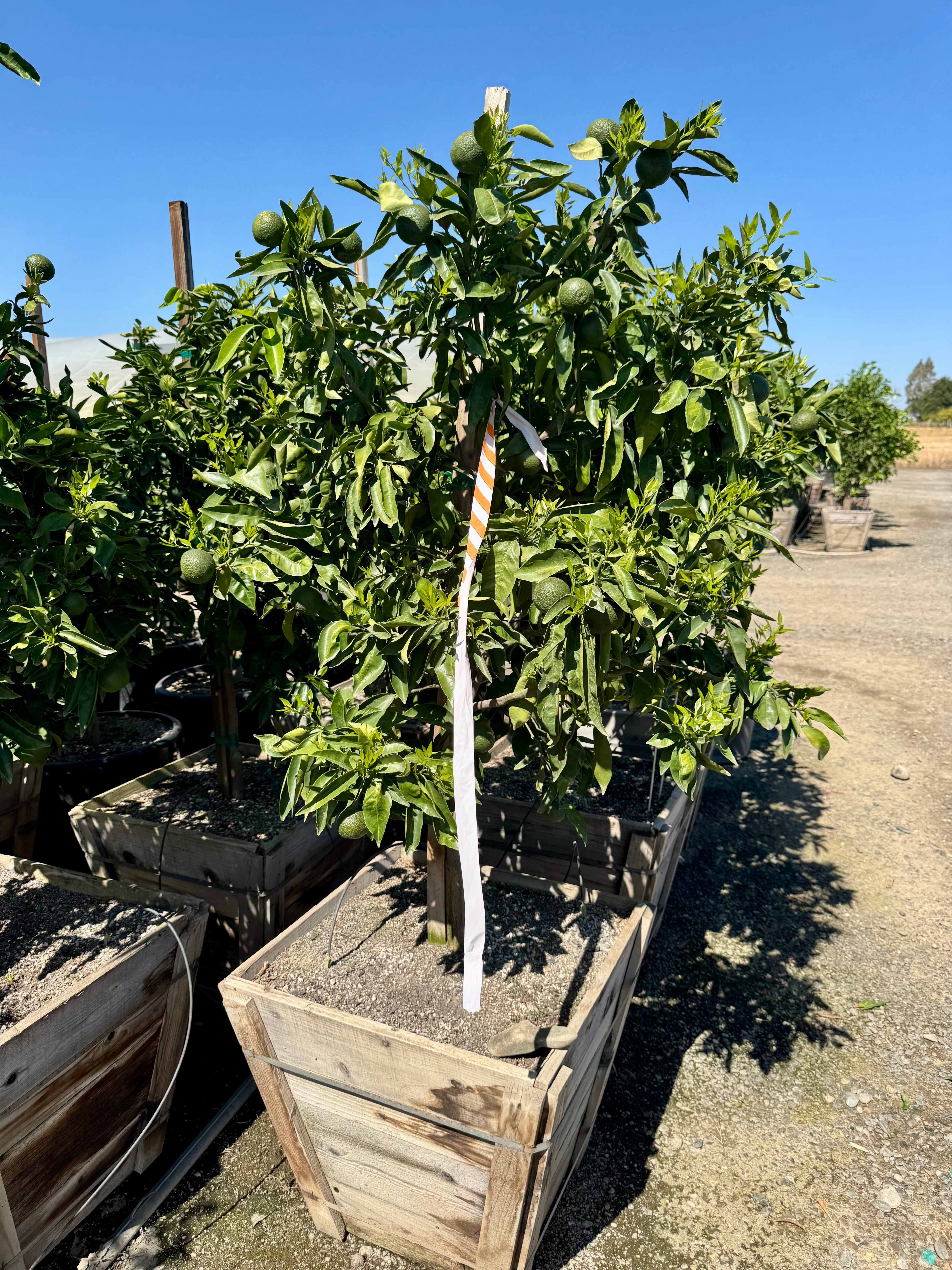 Cara Cara Pink Navel Orange 24 inch box