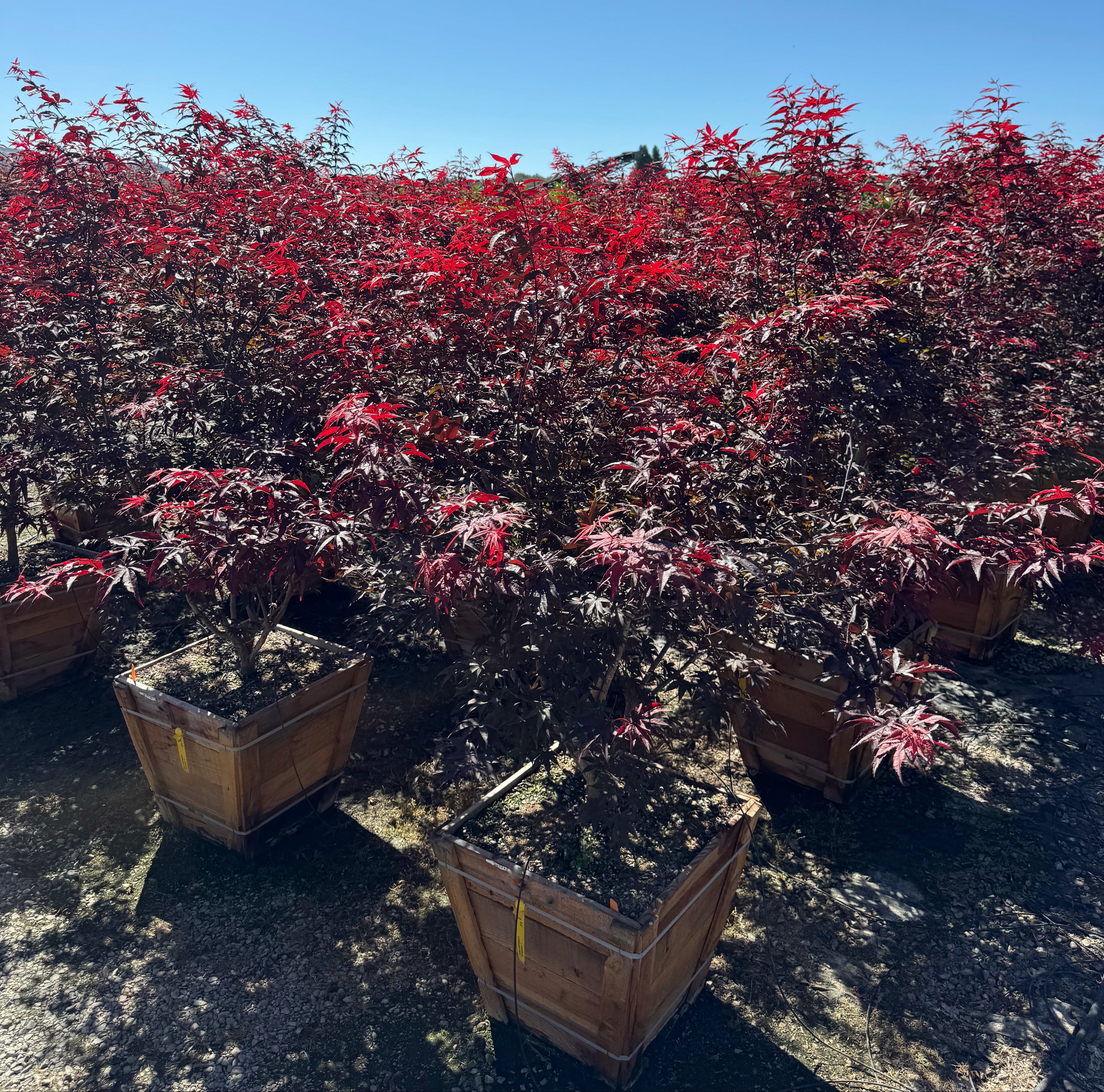 Acer Palmatum 'Blood Good' Japanese Maple Multi Trunk 24 inch box