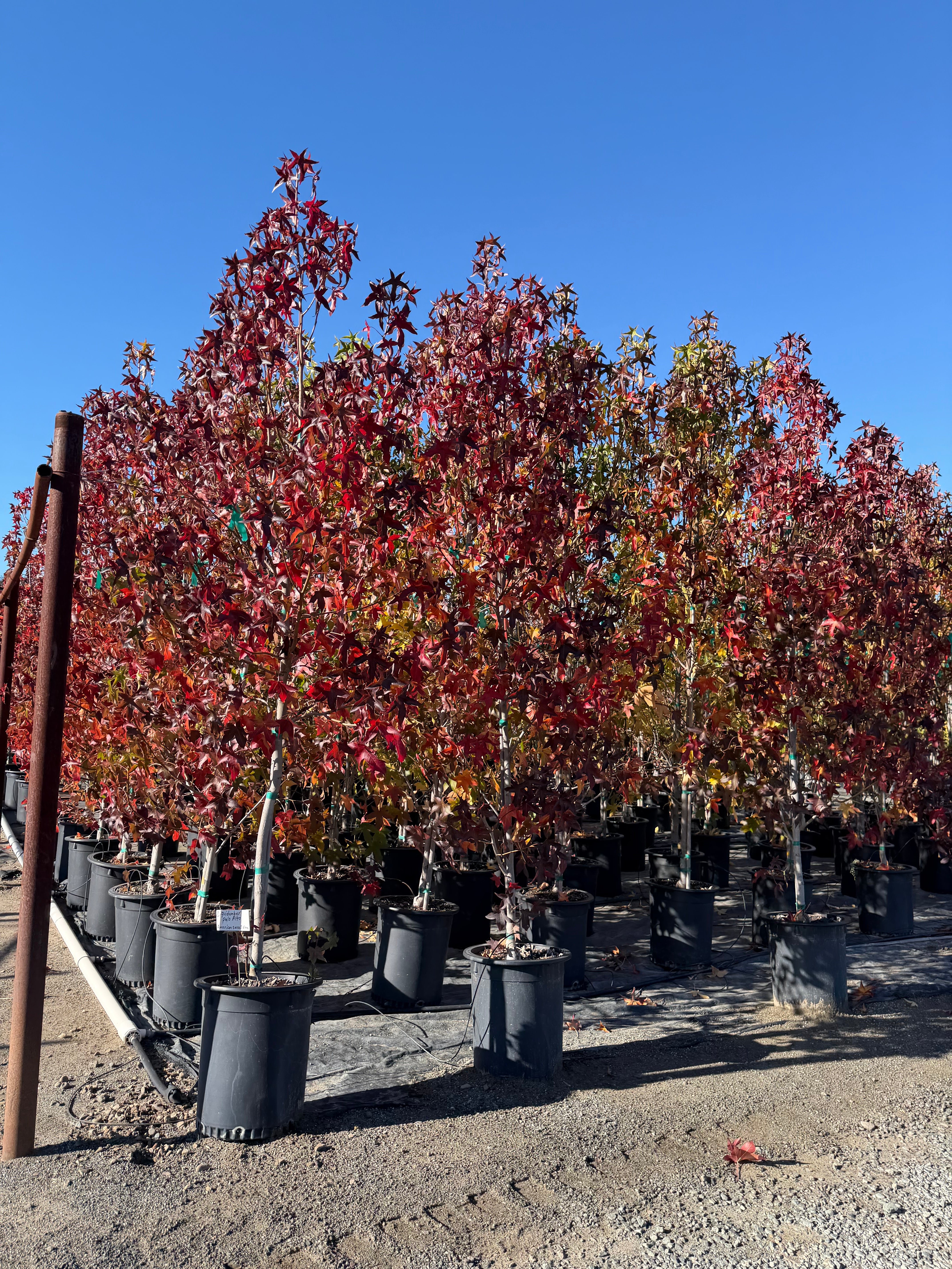 Liquid Amber 'Palo Alto' Sweet Gum