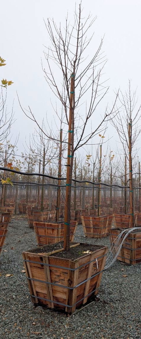 October Glory (Acer Rubrum) Maple 36 inch box