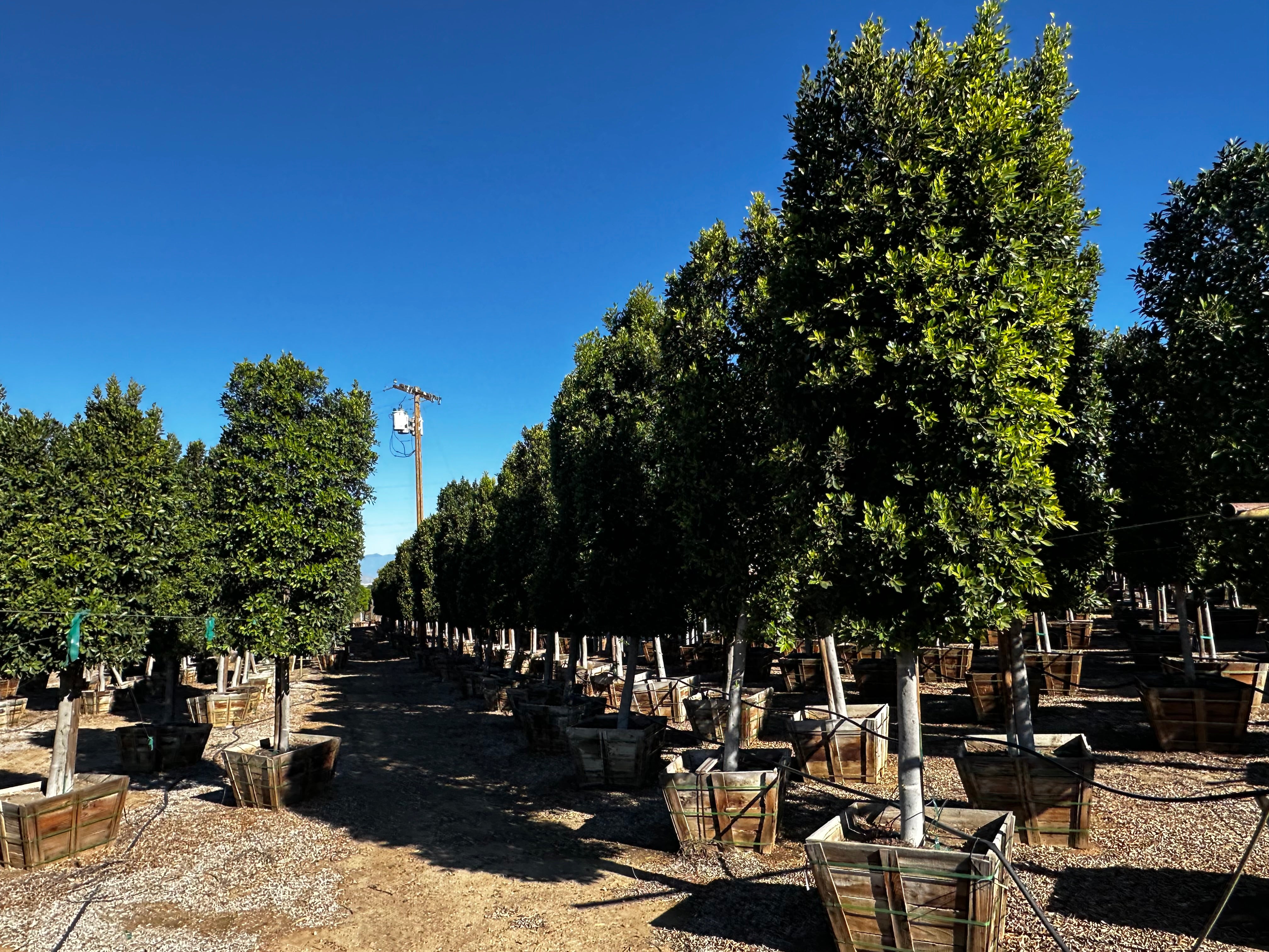 Ficus Nitida (Indian Laurel) Standard Form 36 inch Box