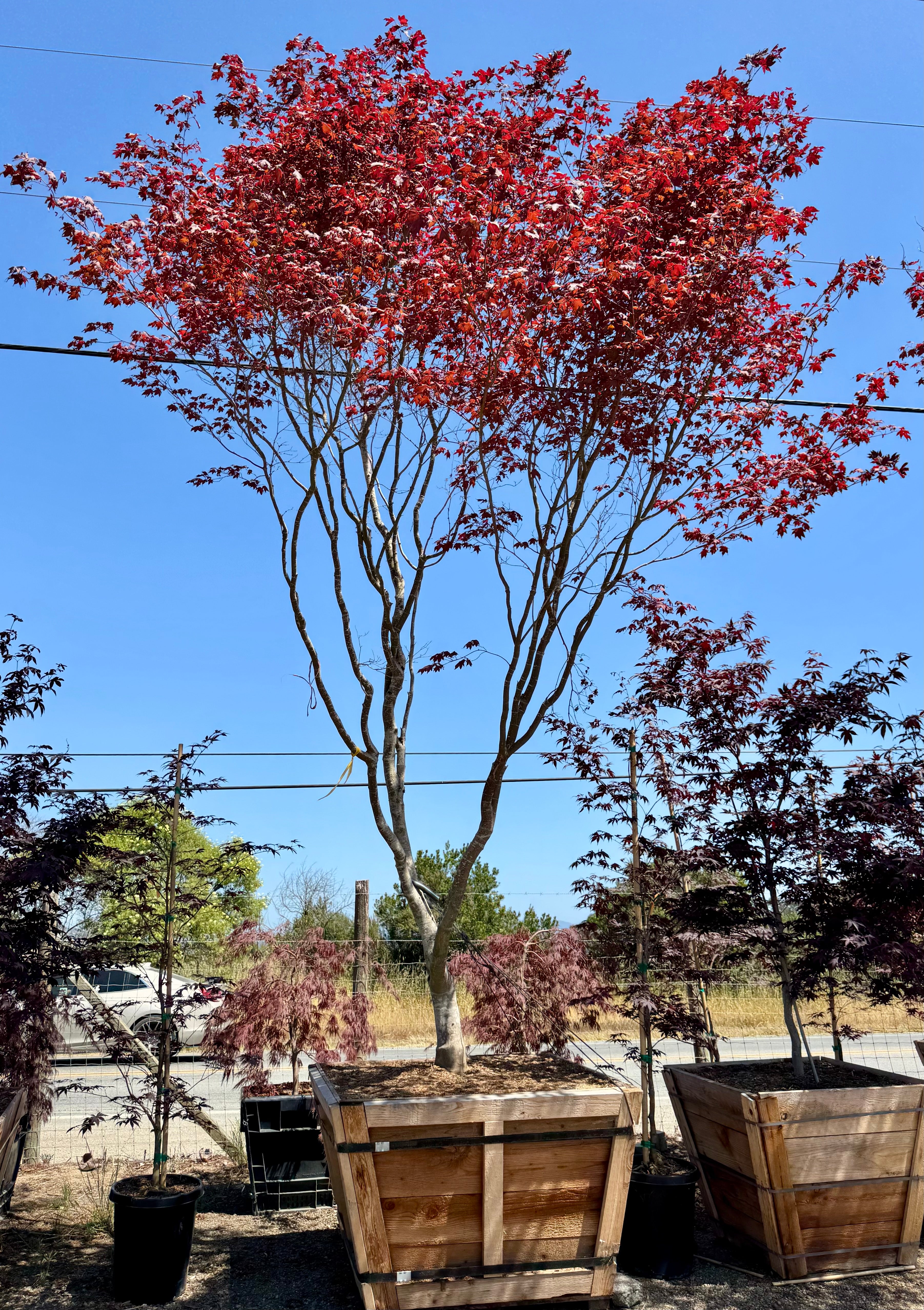 Acer Palmatum 'Bloodgood' Japanese Maple 48 & 60 inch box