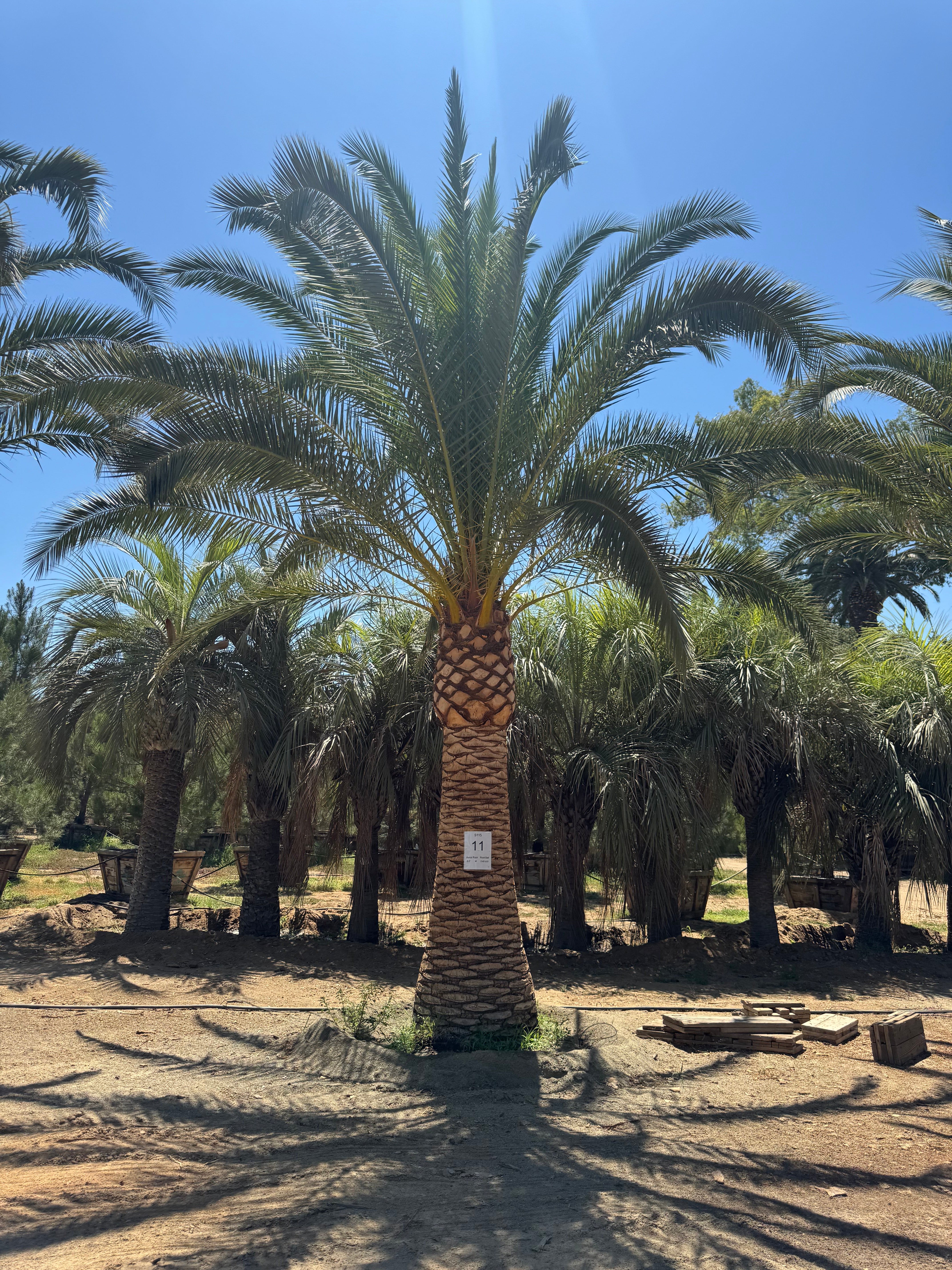 Phoenix Canariensis 'Canary Island Date Palm'