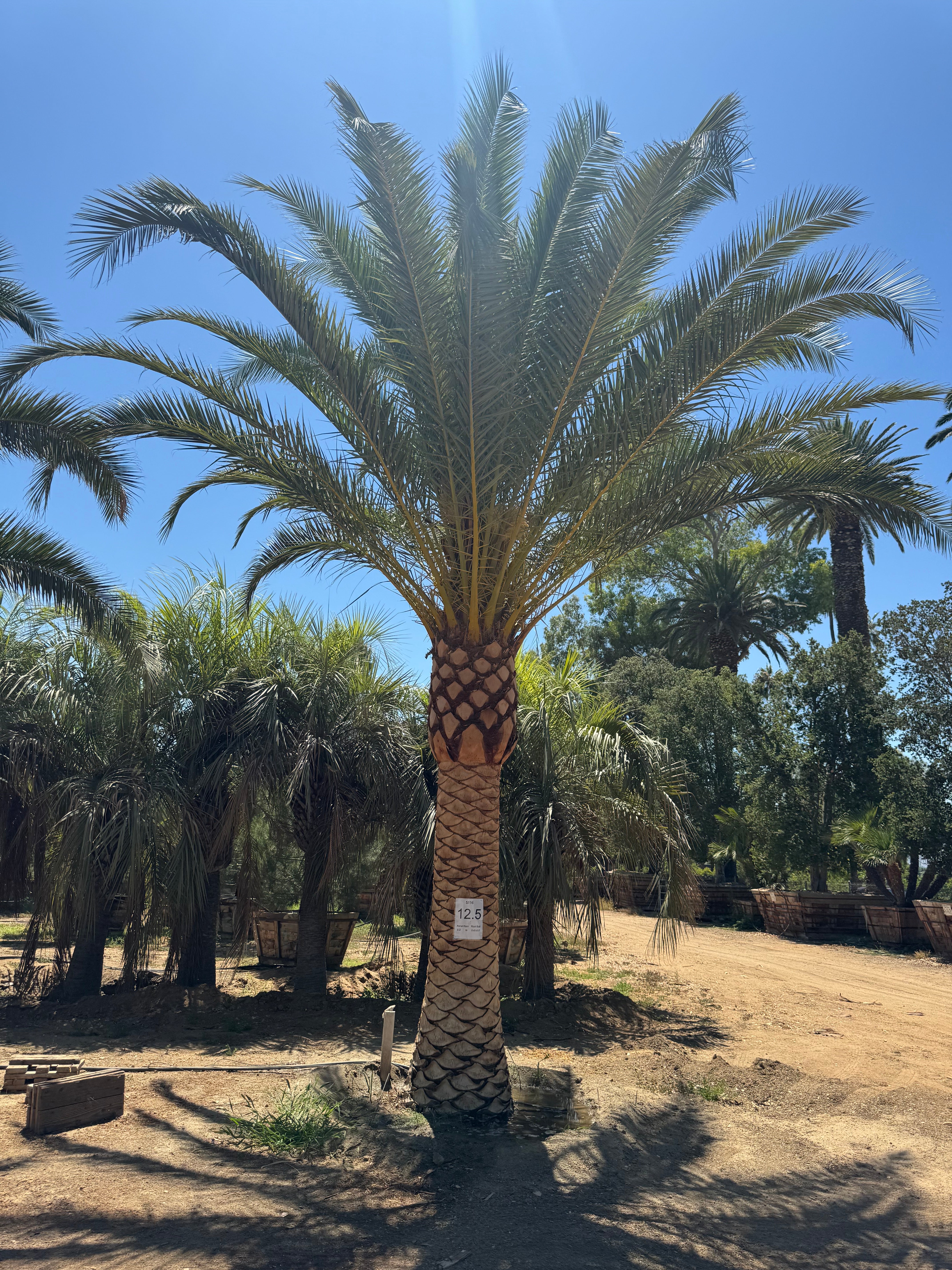 Phoenix Canariensis 'Canary Island Date Palm'