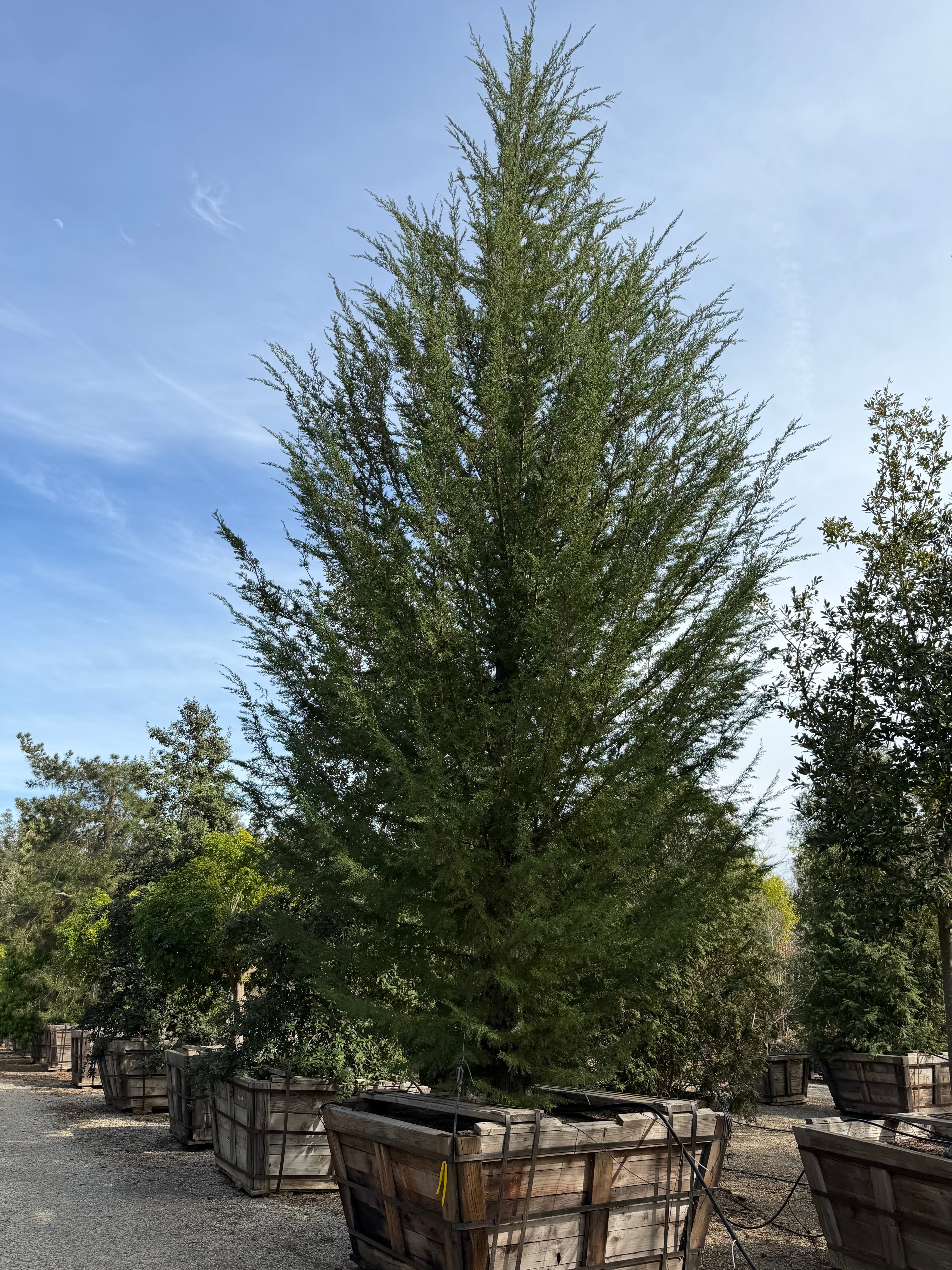 Cupressus Macrocarpa 'Monterey Cypress' 60 inch Box
