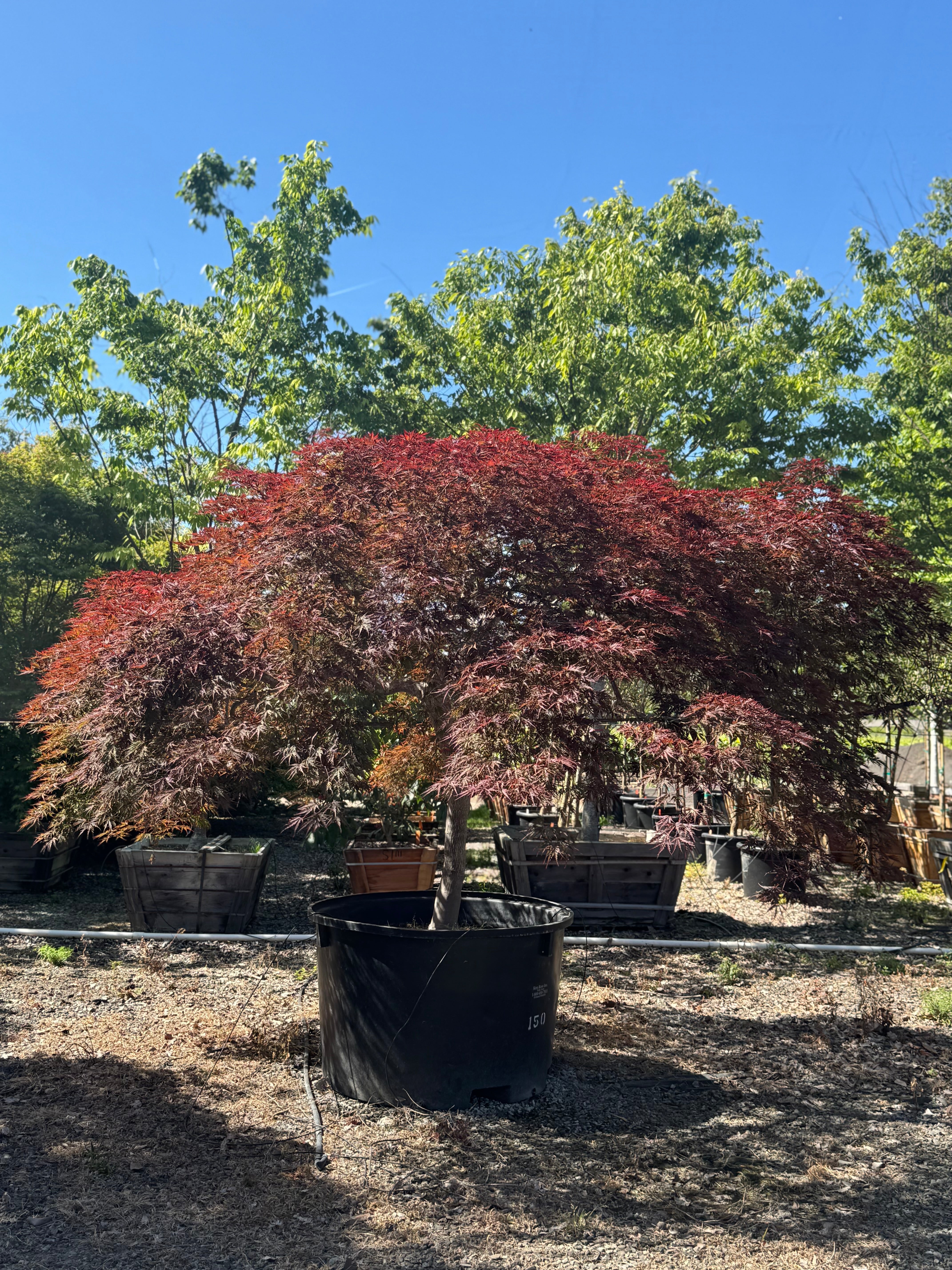 Acer Palmatum 'Inaba Shidare' 150 Gallon