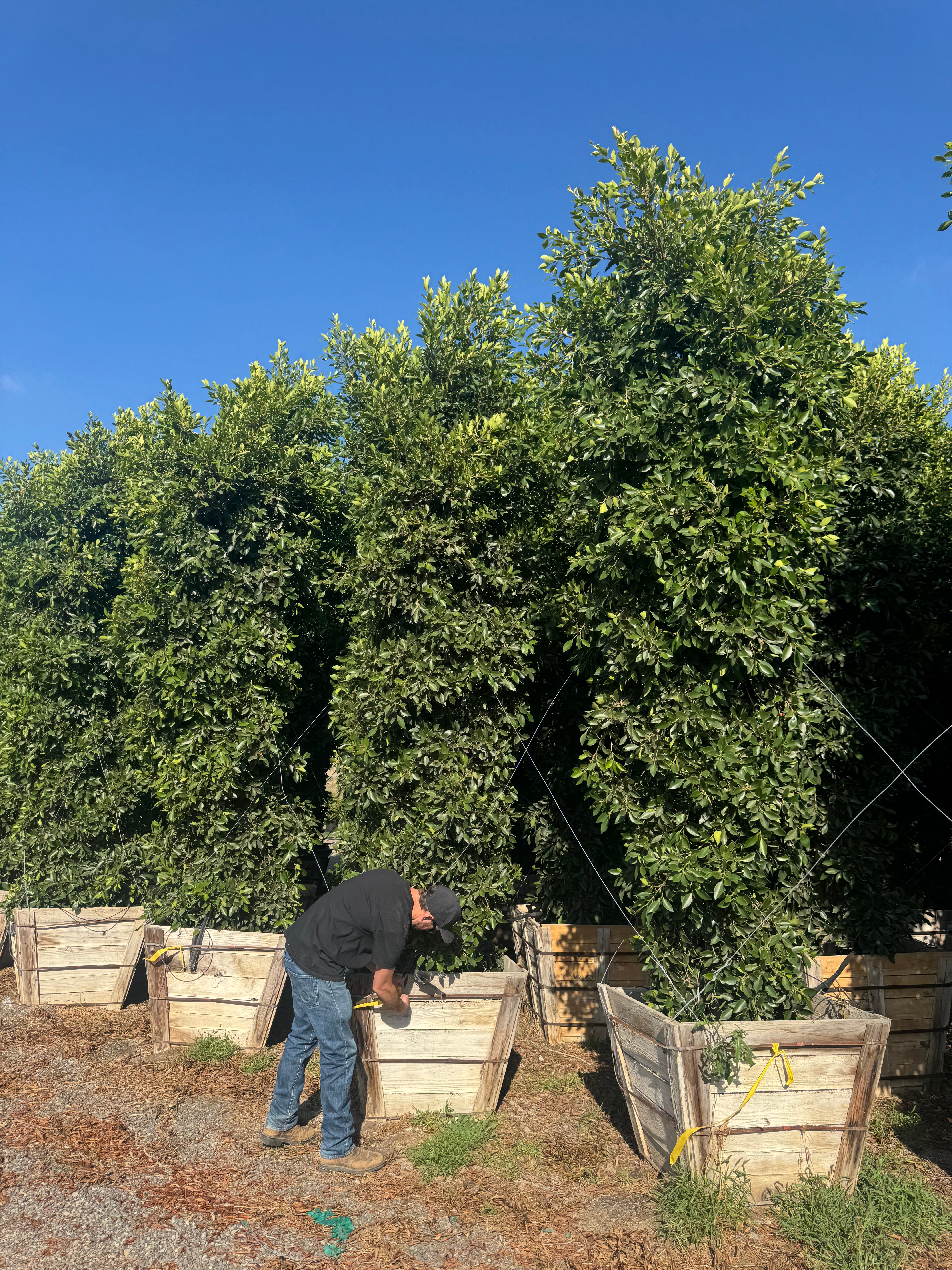 Indian Laurel (Ficus Nitida) Column 36 inch box