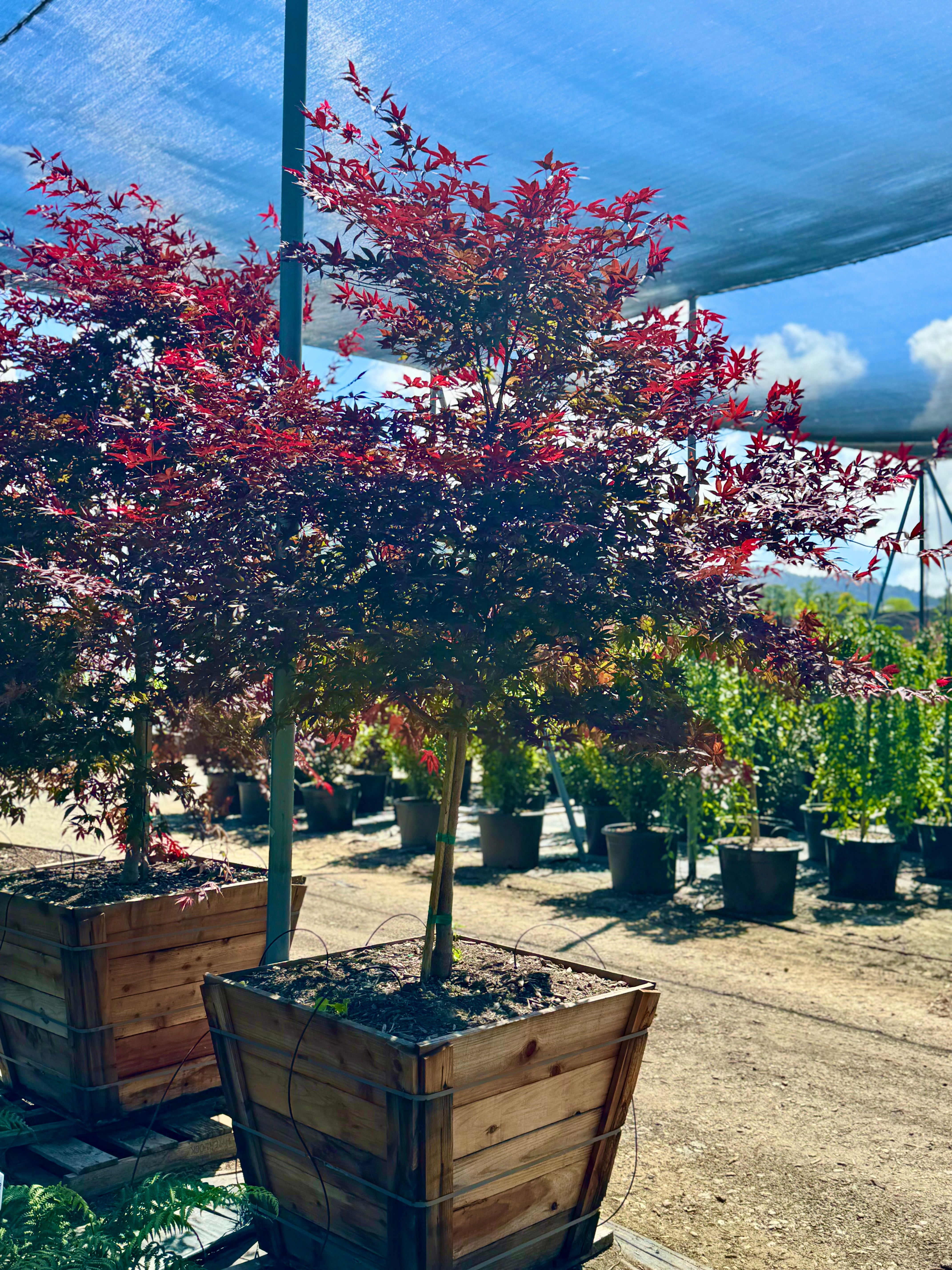 Acer Palmatum 'Bloodgood' Japanese Maple 36 inch box