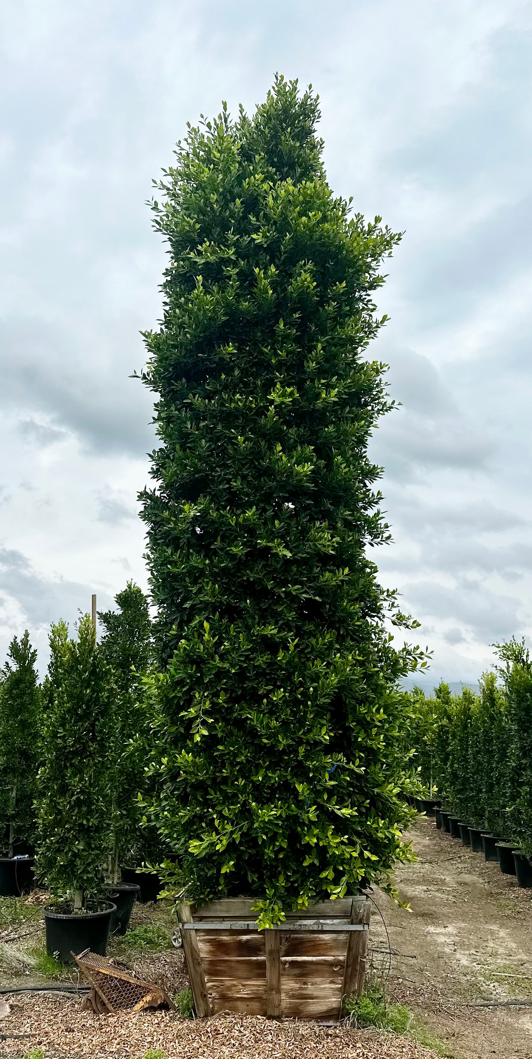 Indian Laurel (Ficus Nitida) Column 48 inch box