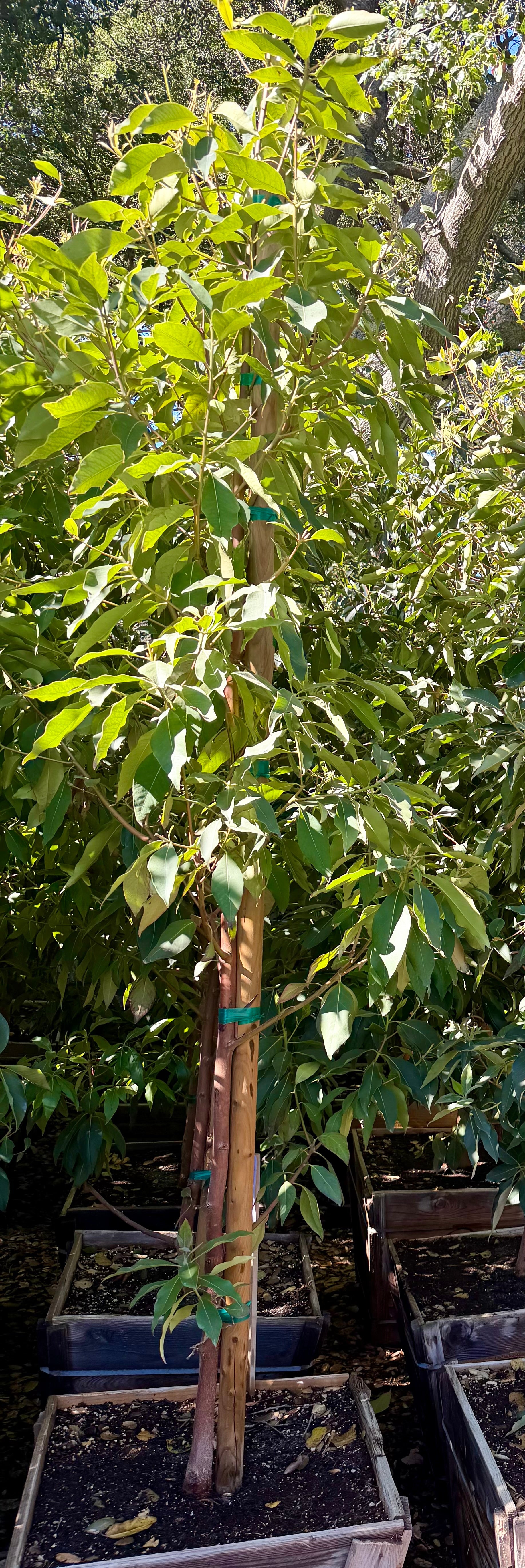 Lophostemon Confertus (Brisbane Box) 24 inch box