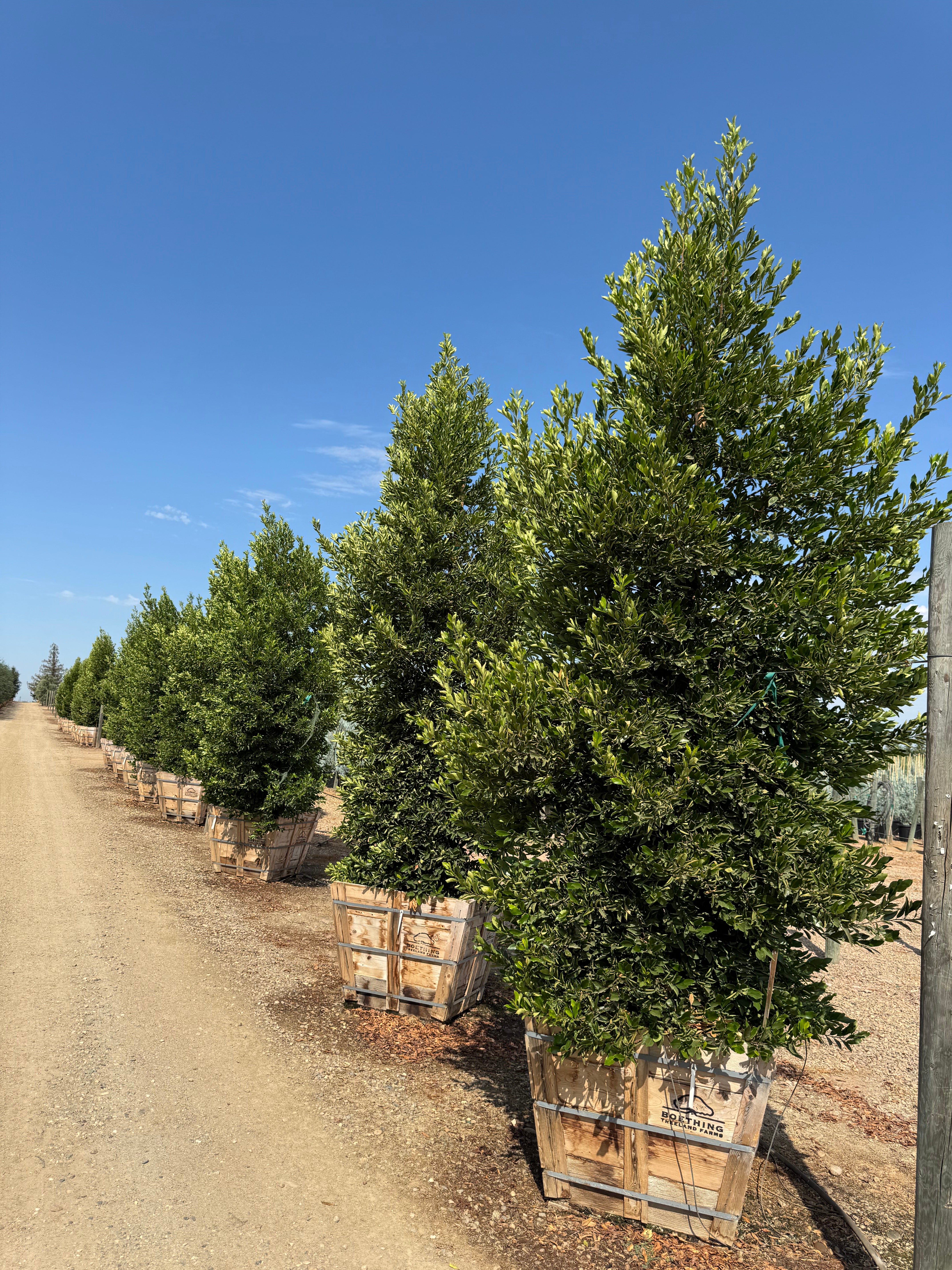 Carolina Cherry Compacta (Prunus Caroliniana) Column 36 inch box
