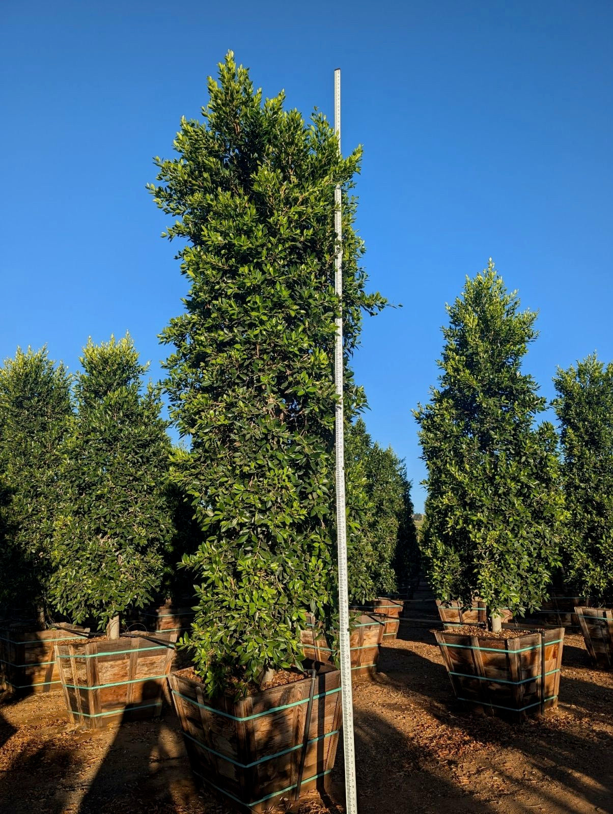 Indian Laurel (Ficus Nitida) Column 36 inch box