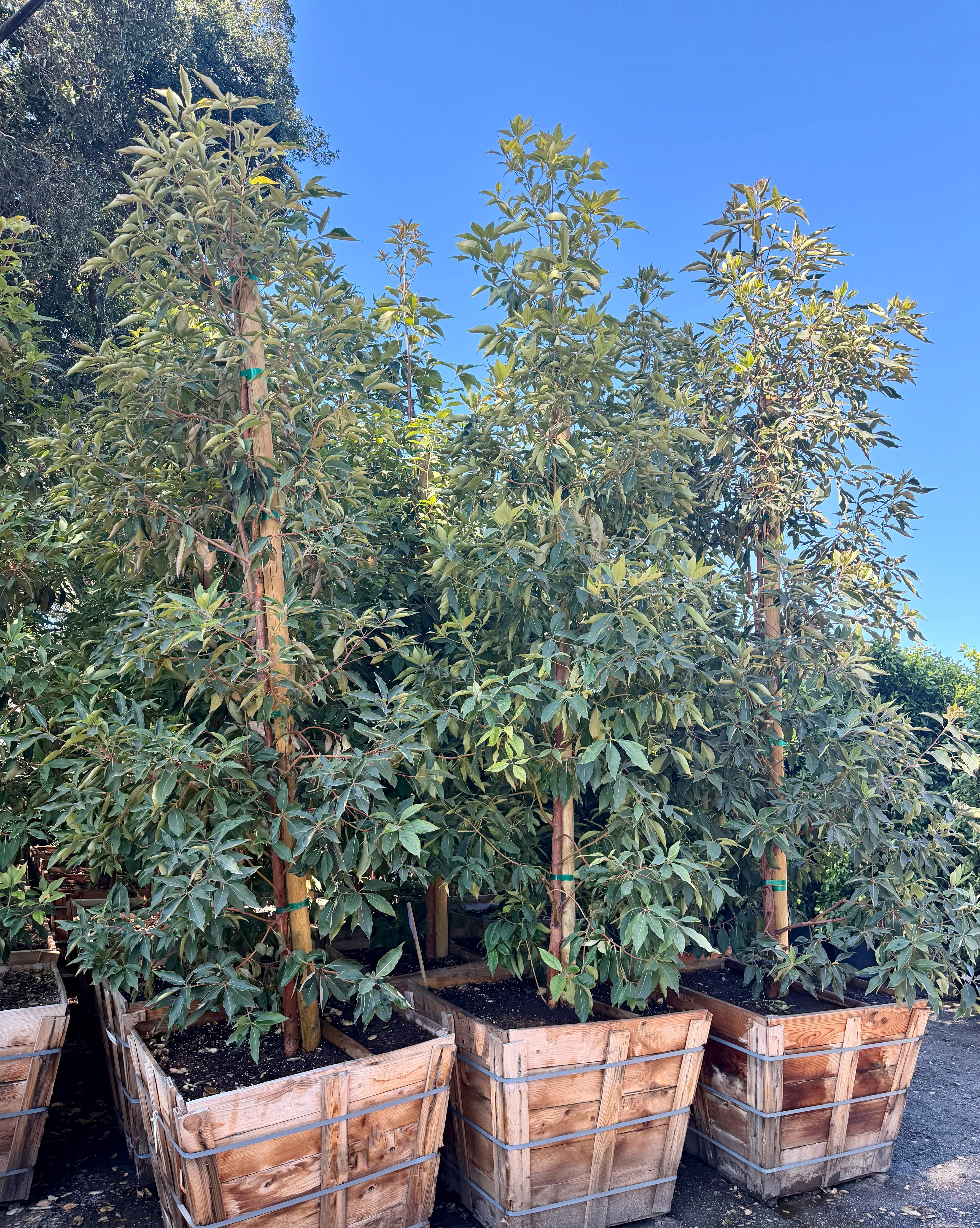 Lophostemon Confertus (Brisbane Box) 36 inch box