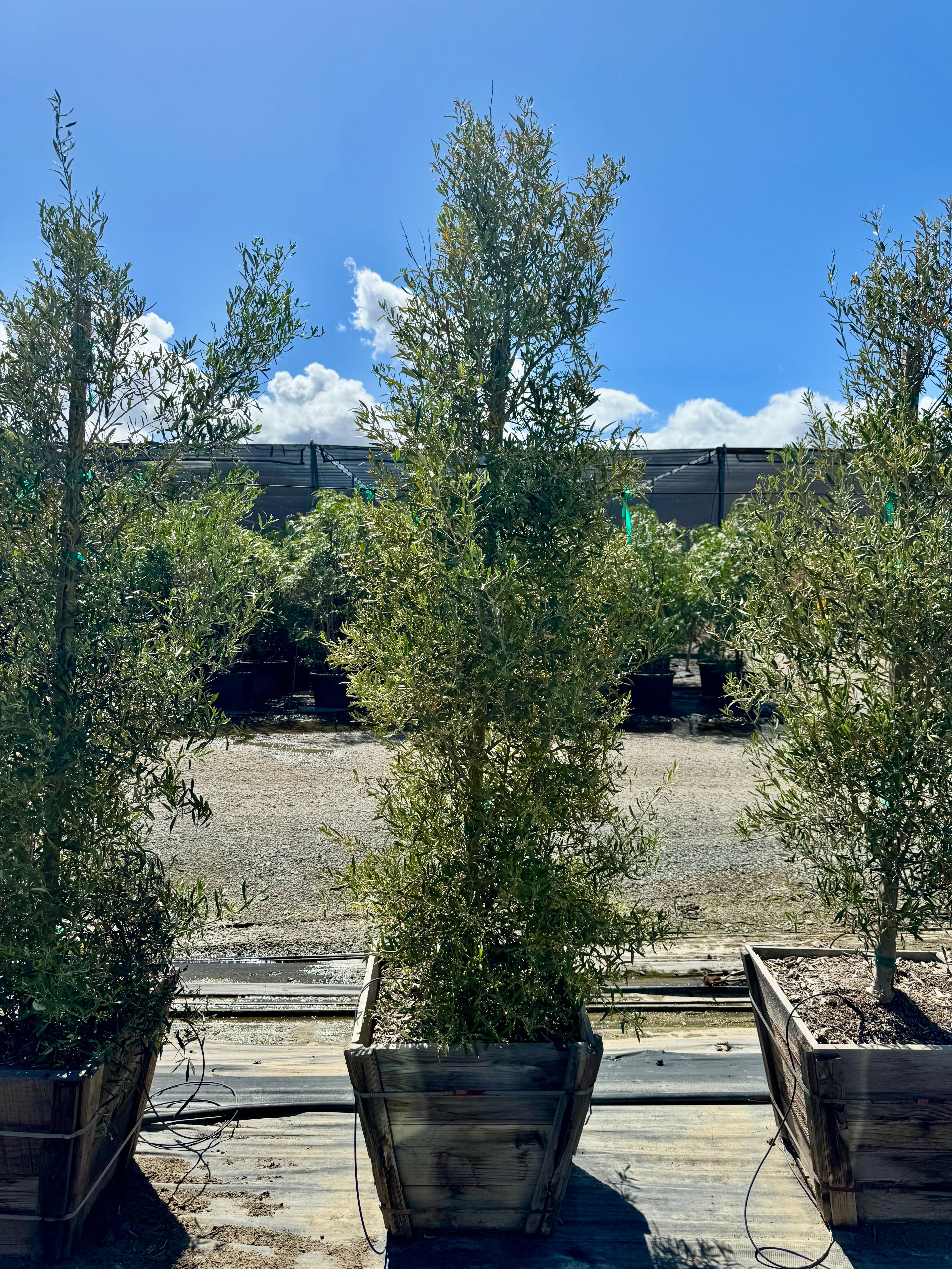 Majestic Beauty Fruitless Olive (Olea Europaea Monher) 24 inch box