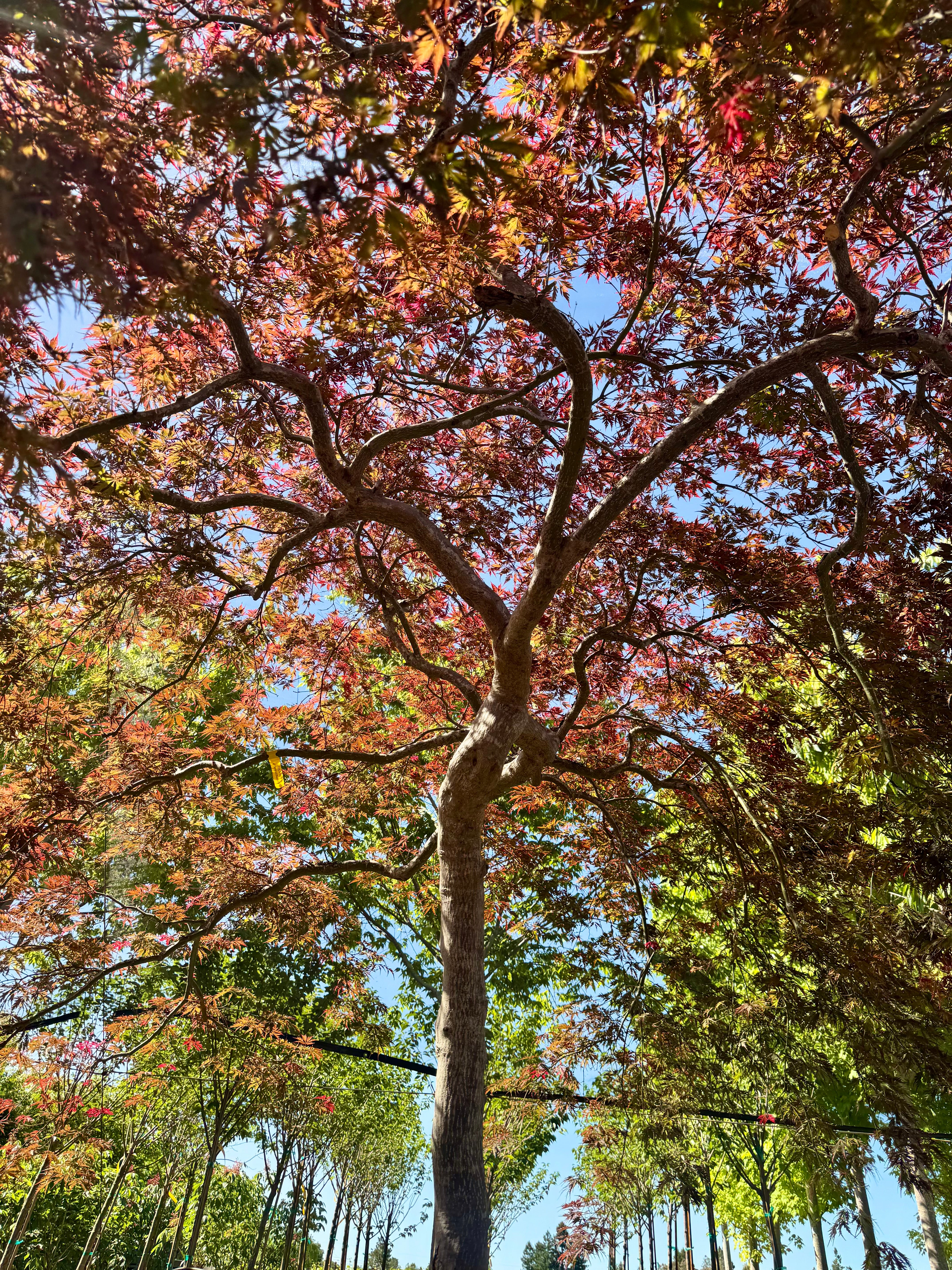 Acer Palmatum 'Inaba Shidare' 150 Gallon