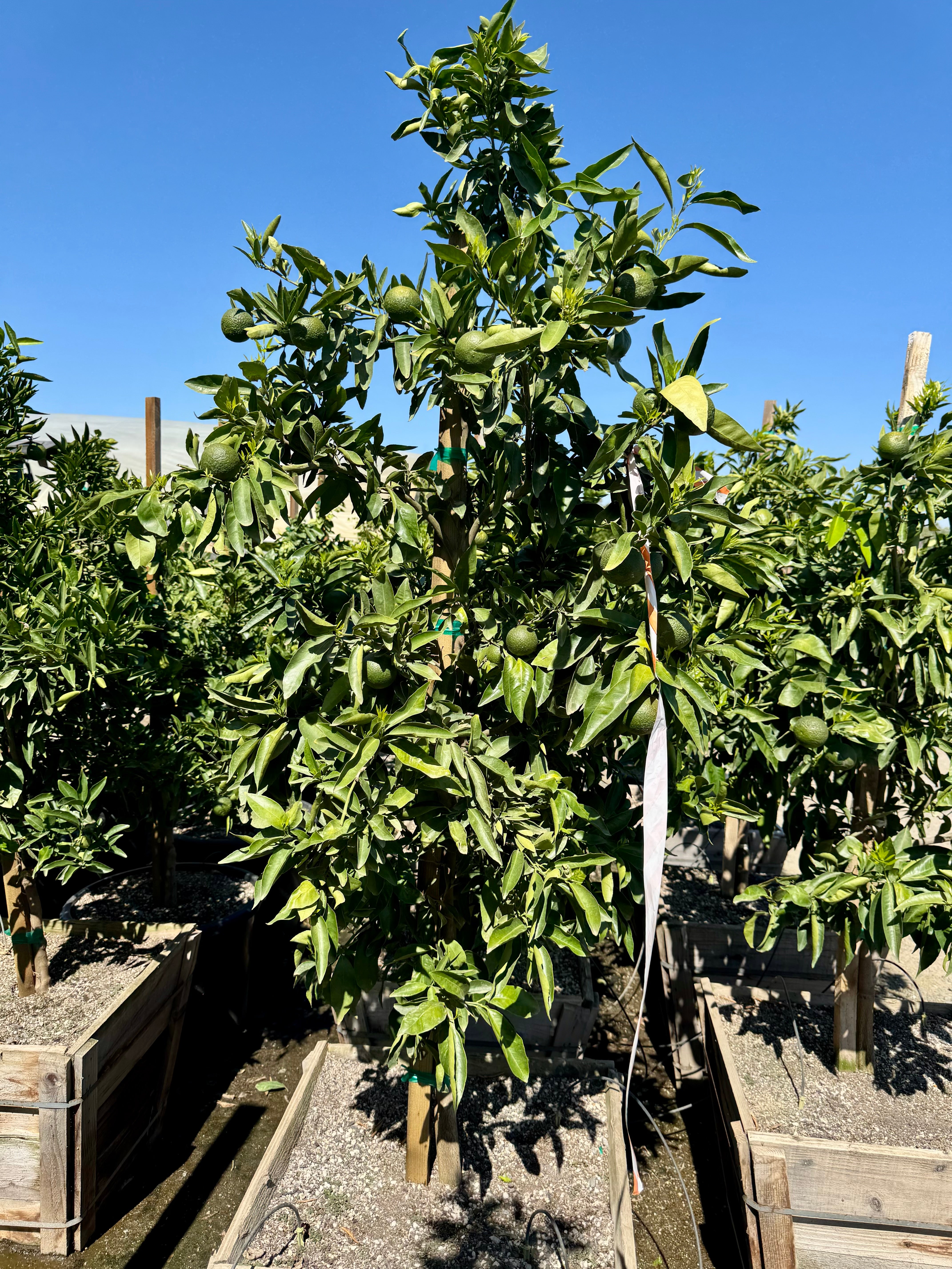 Cara Cara Pink Navel Orange 24 inch box