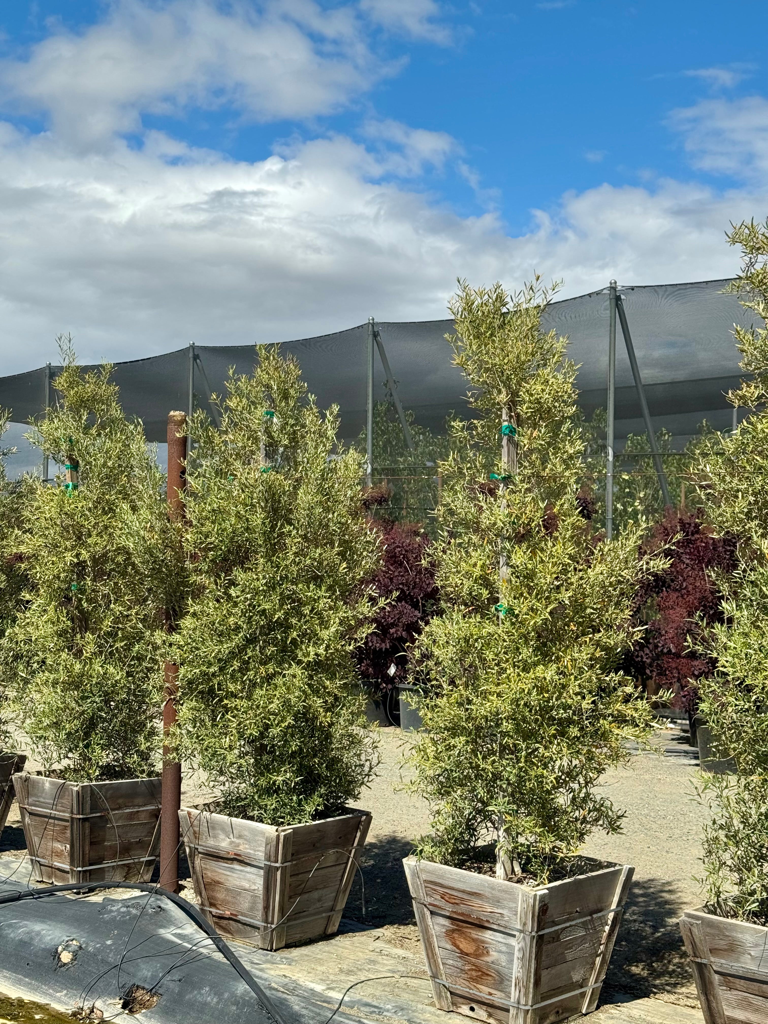Majestic Beauty Fruitless Olive (Olea Europaea Monher) 24 inch box