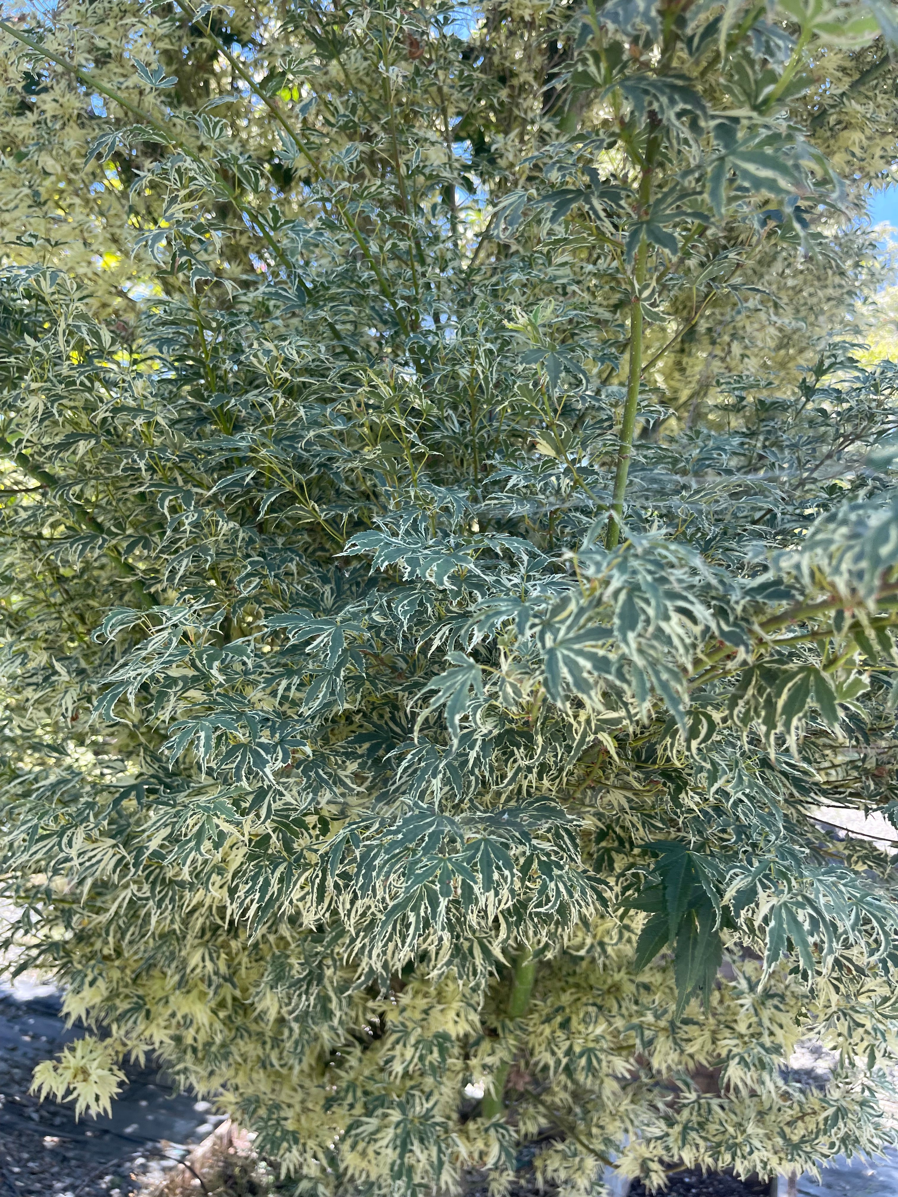 Acer Palmatum 'Butterfly' Japanes Maple
