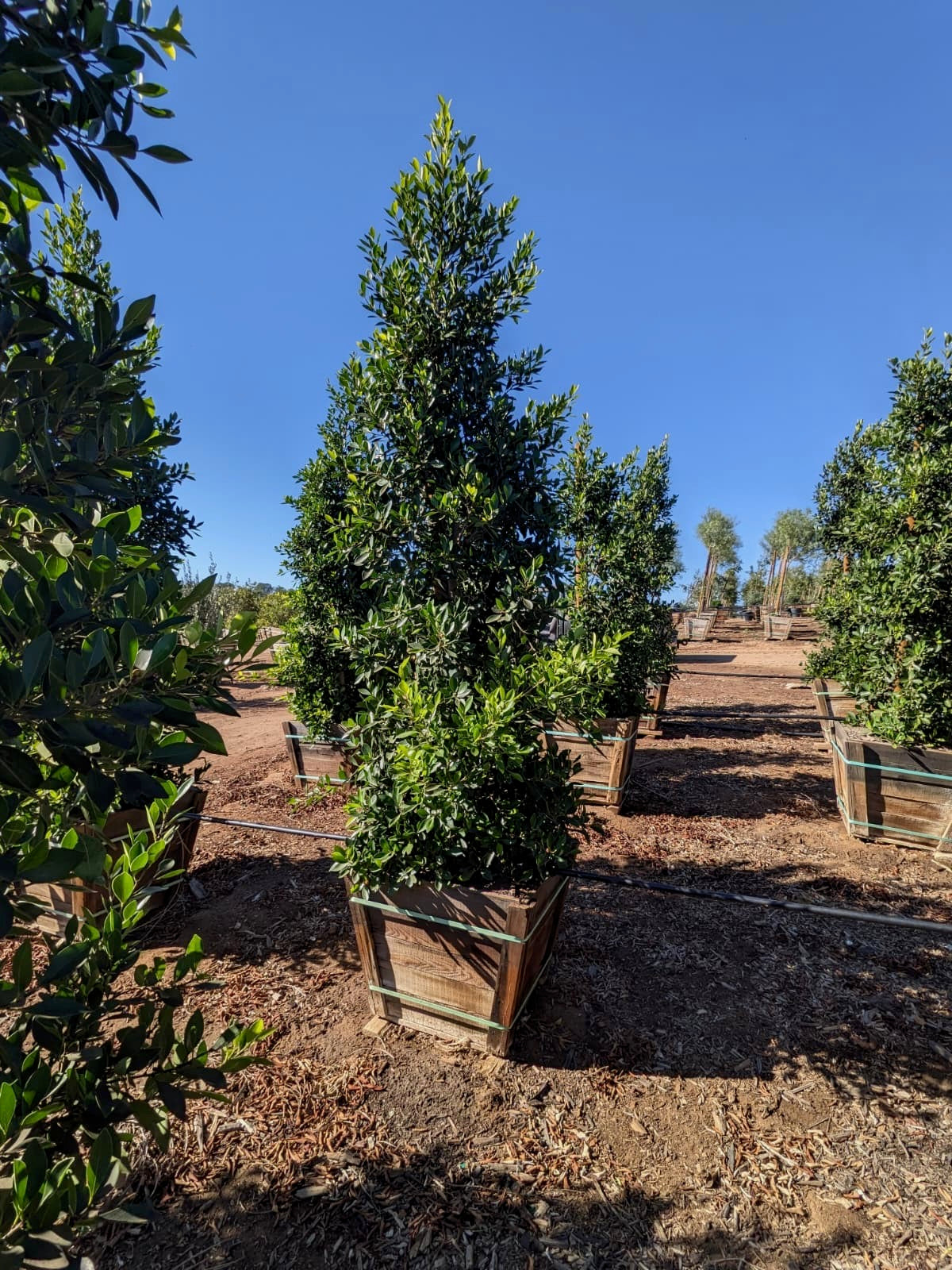 Indian Laurel (Ficus Nitida) Column 24inch box