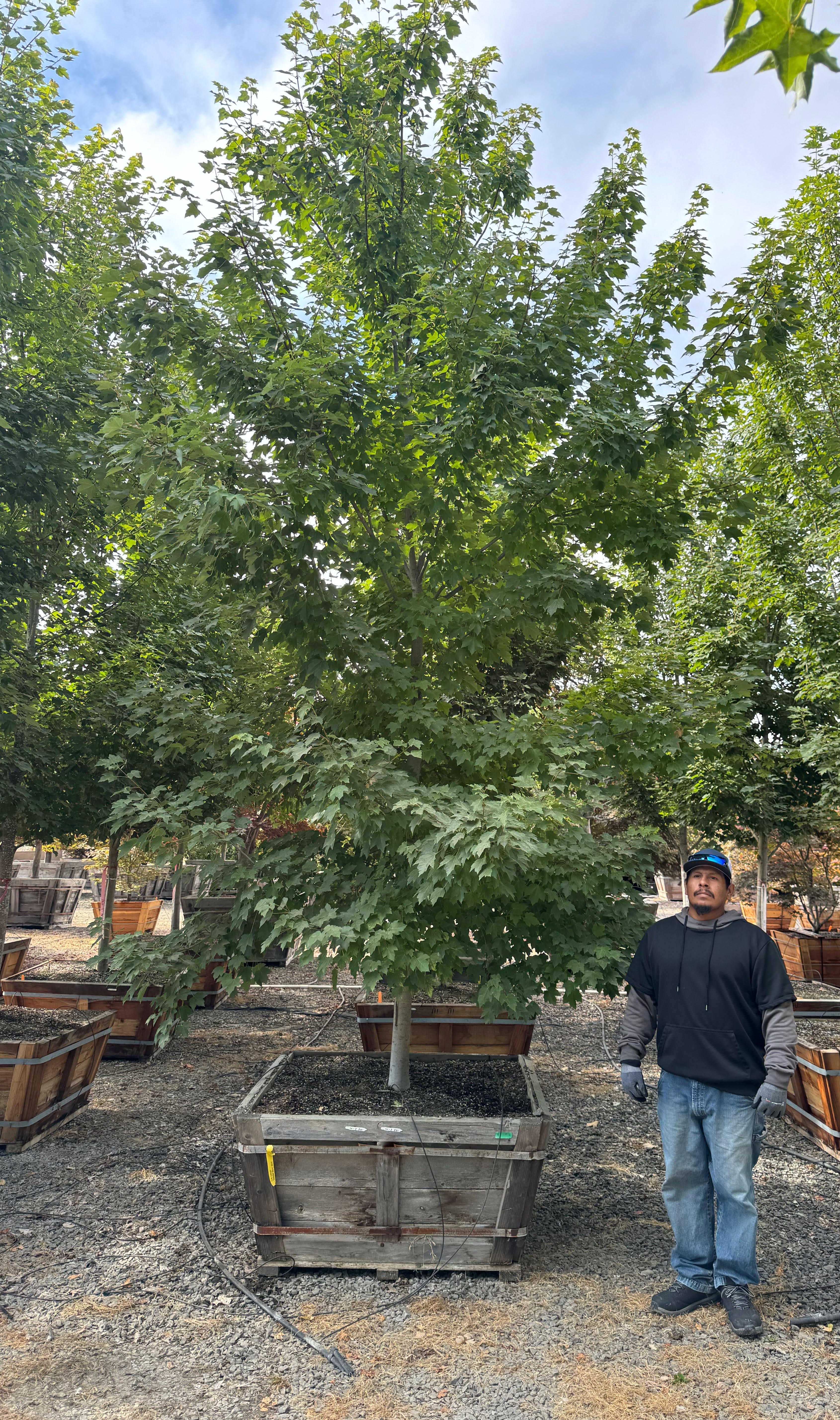 October Glory (Acer Rubrum) Maple 48 inch box