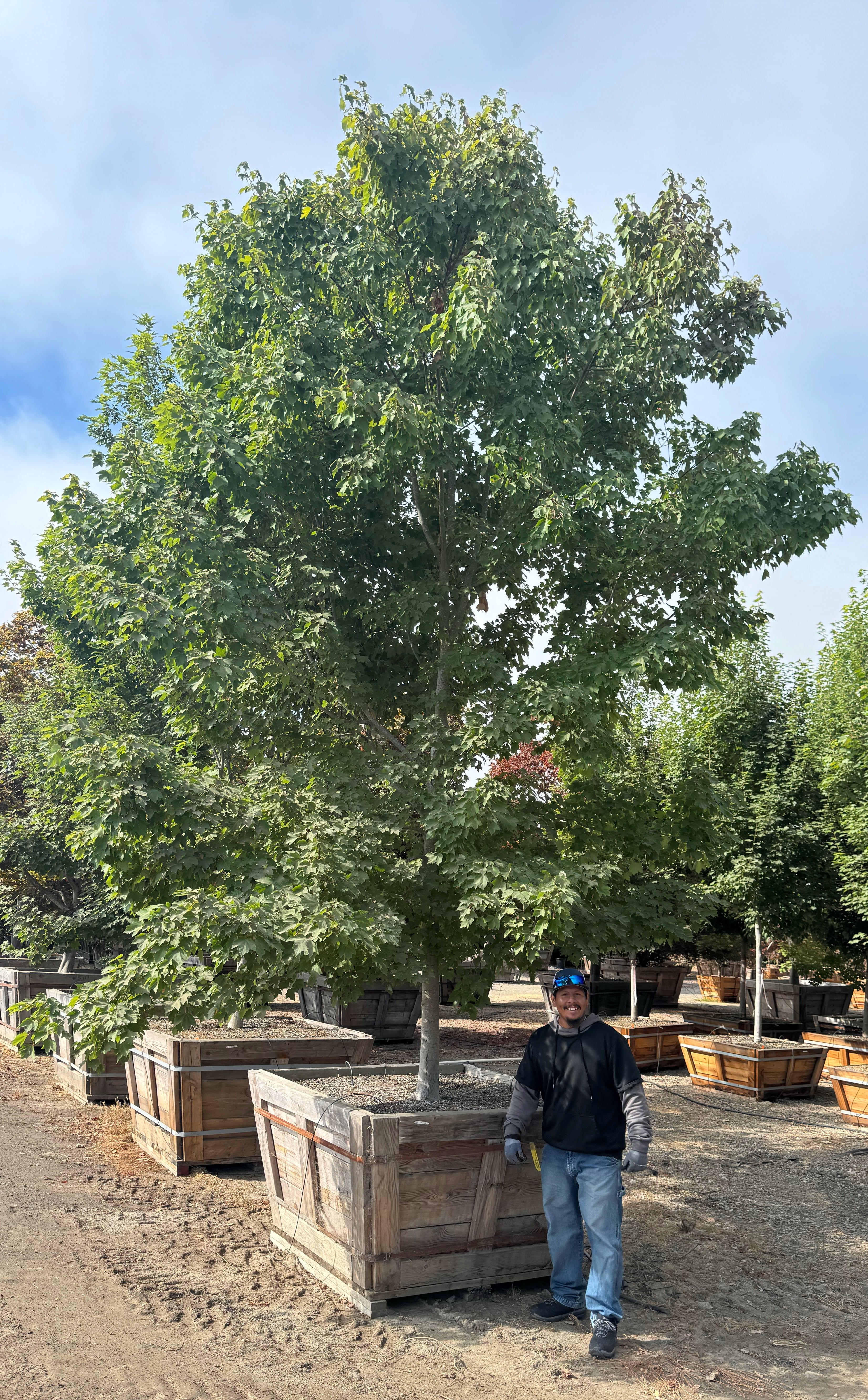 October Gloary (Acer Rubrum) 60 inch box Maple