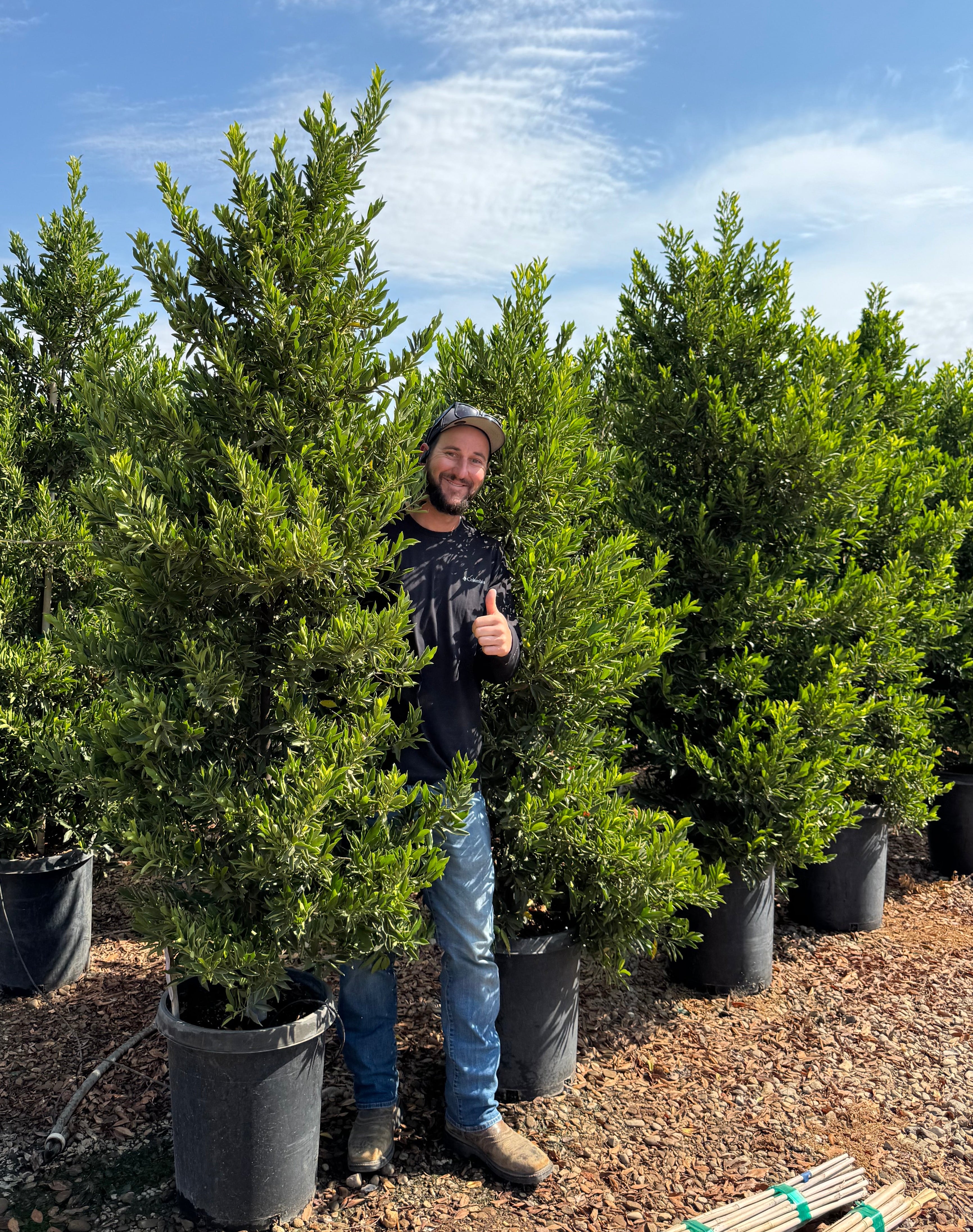 Carolina Cherry Compacta (Prunus Caroliniana) Column 15 Gallon