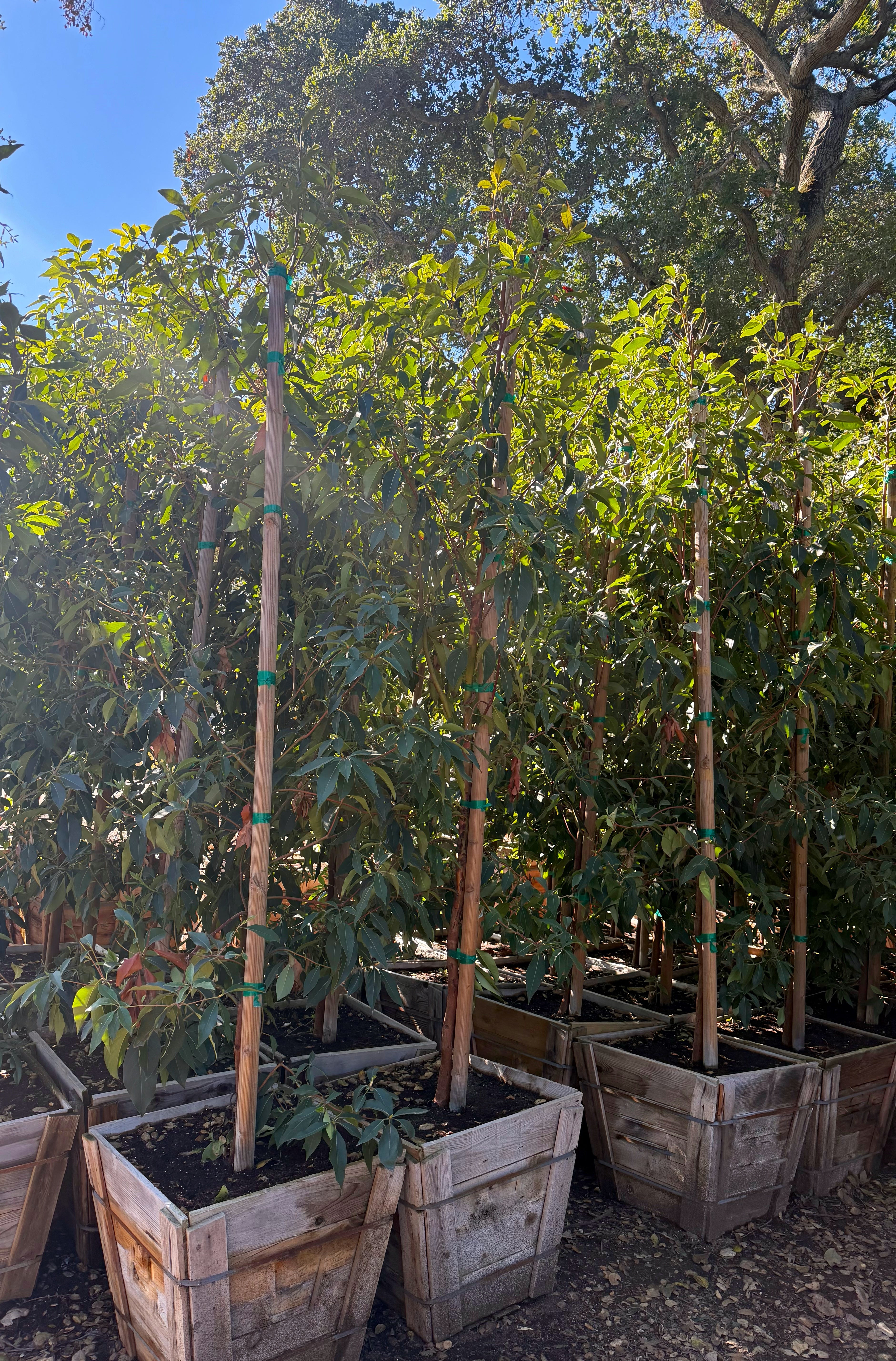 Lophostemon Confertus (Brisbane Box) 24 inch box