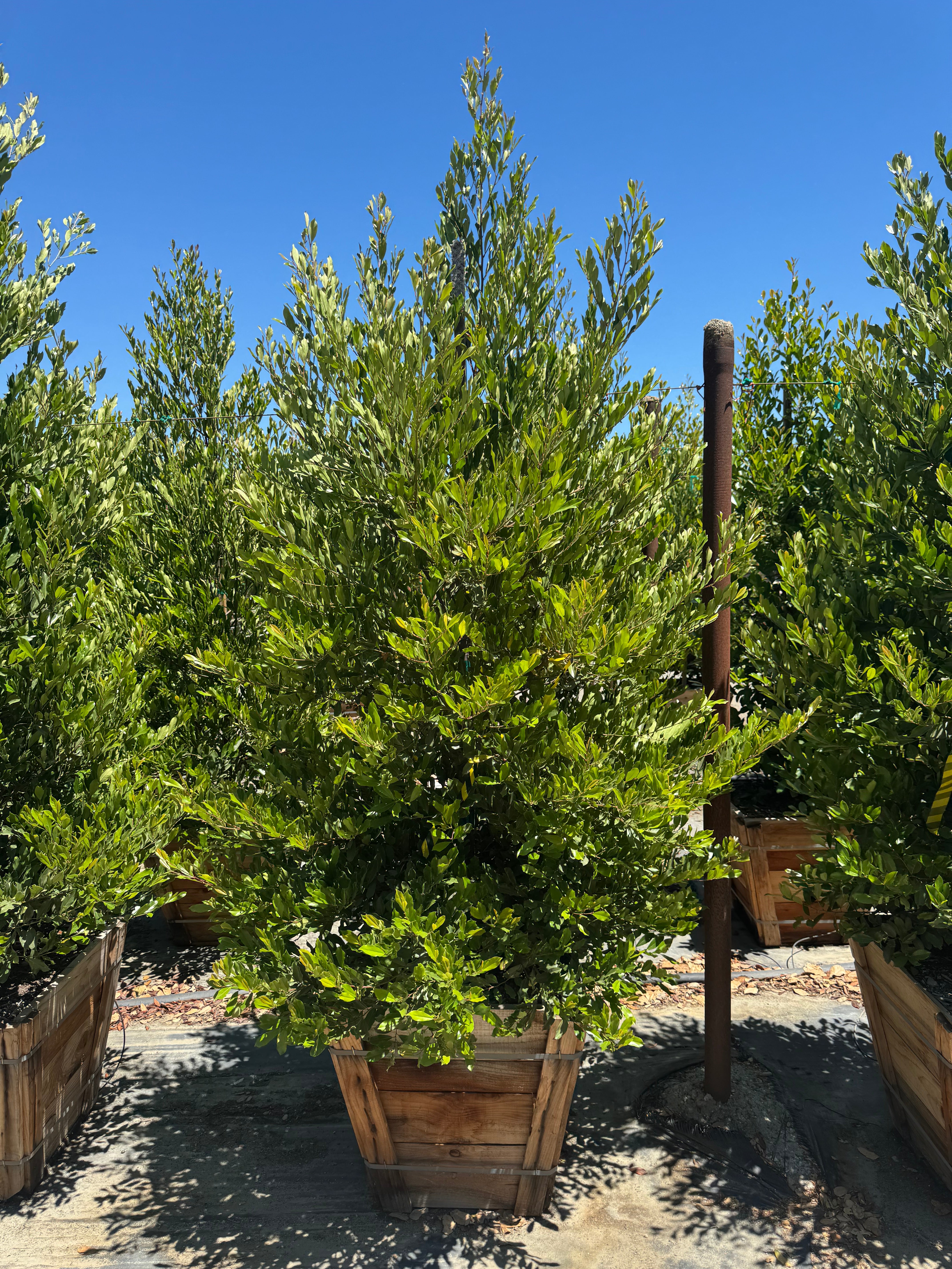 Carolina Cherry Compacta (Prunus Caroliniana) Column 24 inch box