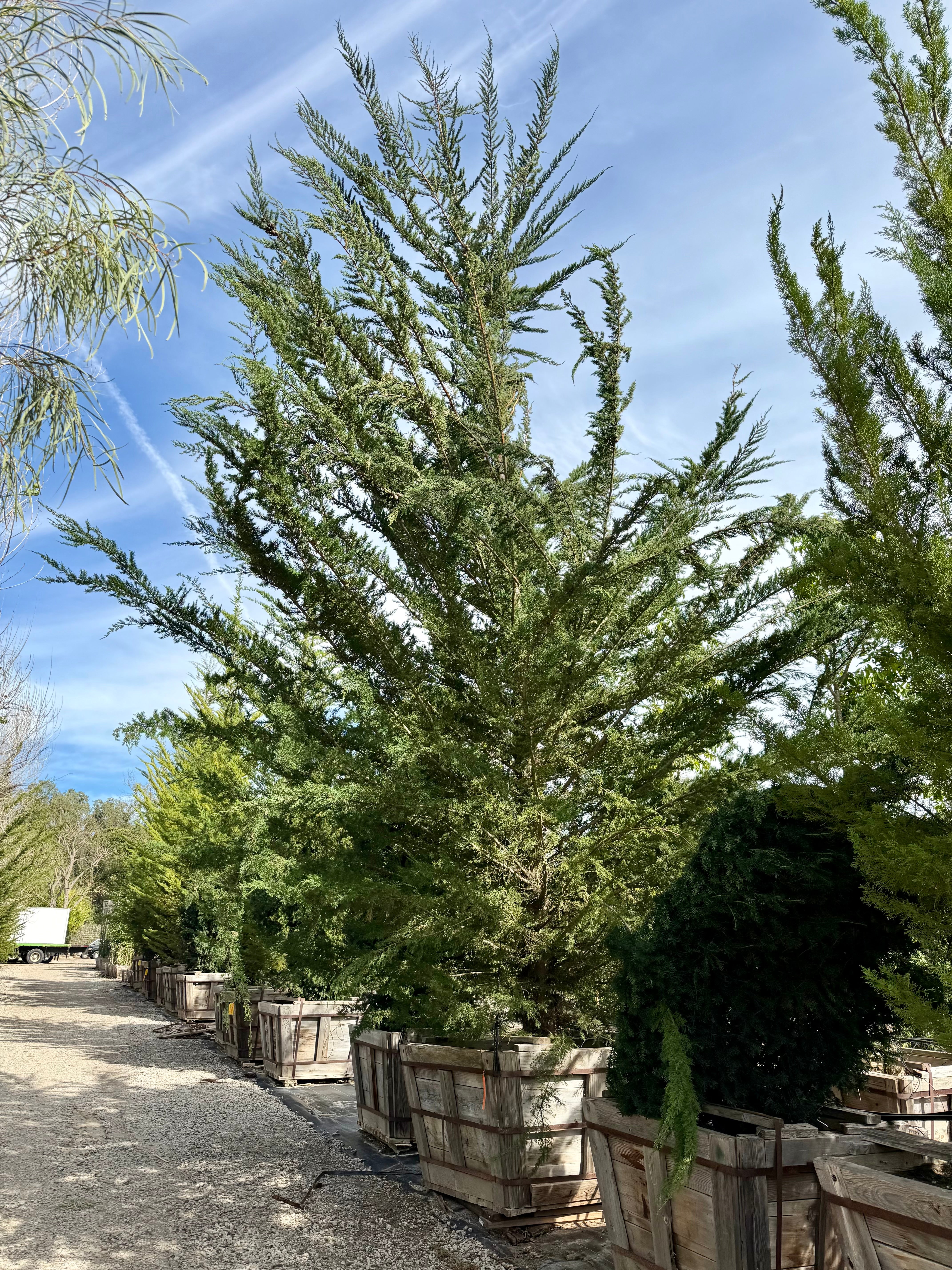 Cupressus Macrocarpa 'Monterey Cypress' 72 inch box