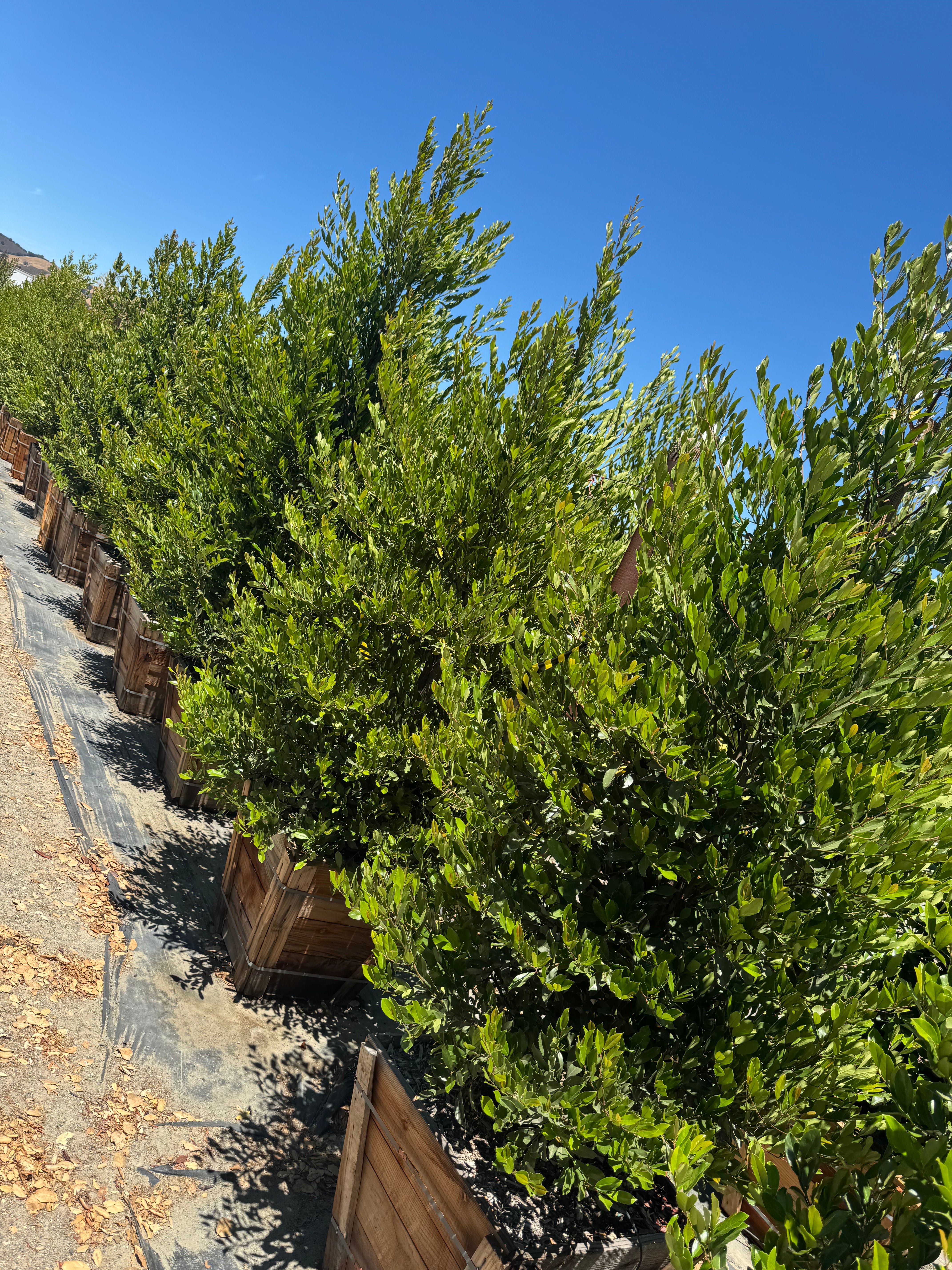 Carolina Cherry Compacta (Prunus Caroliniana) Column 24 inch box