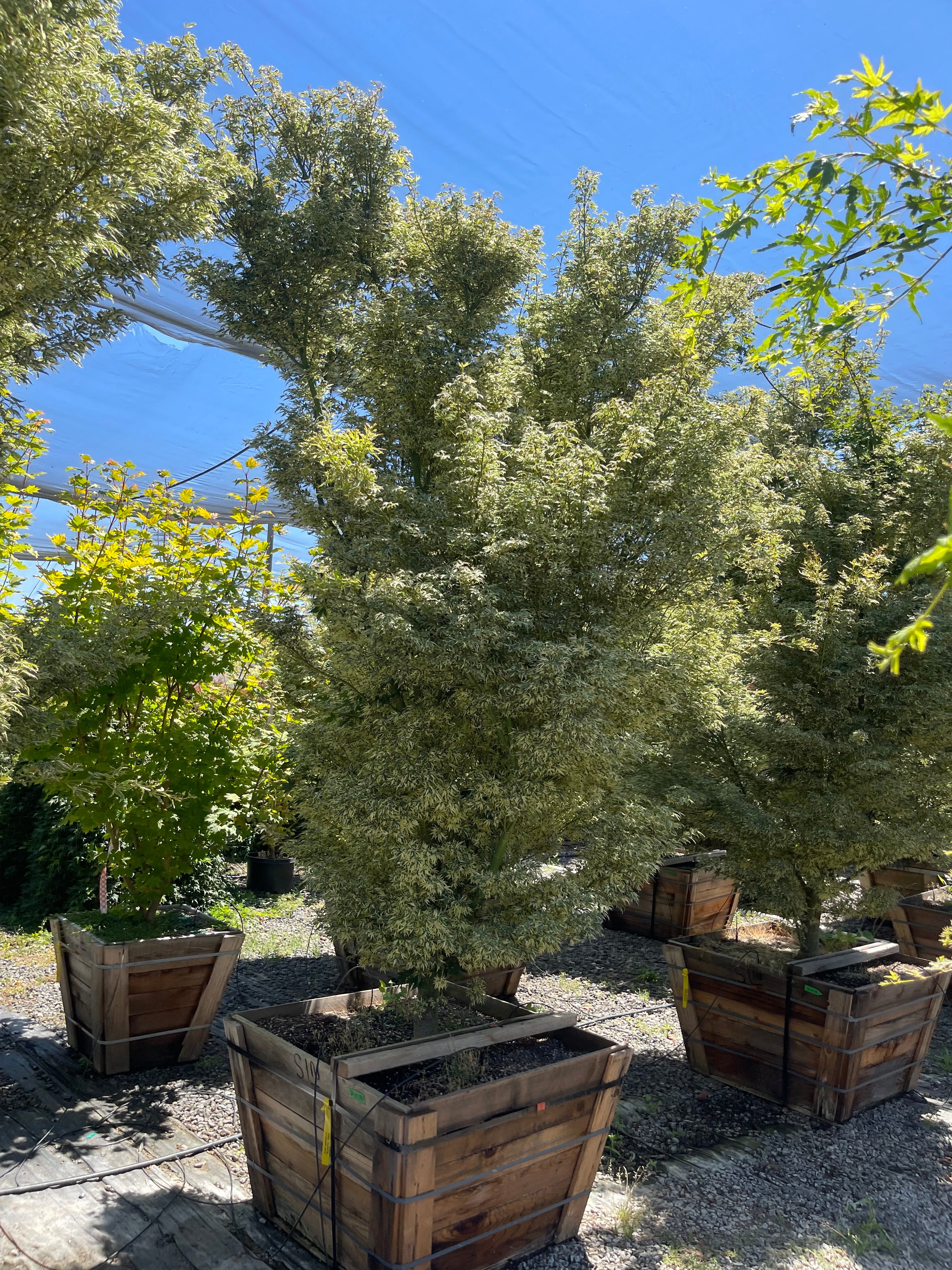Acer Palmatum 'Butterfly' Japanes Maple