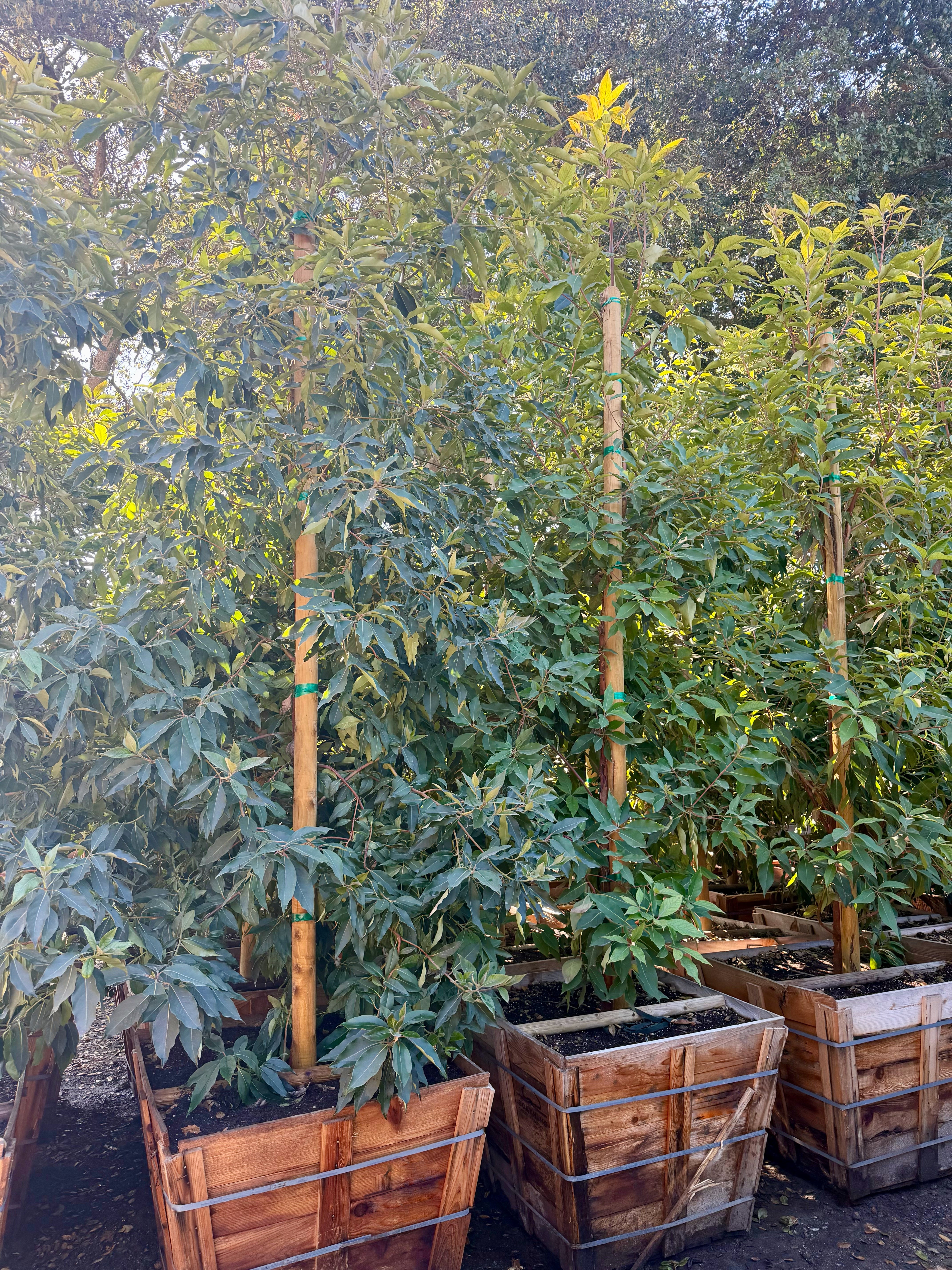 Lophostemon Confertus (Brisbane Box) 36 inch box