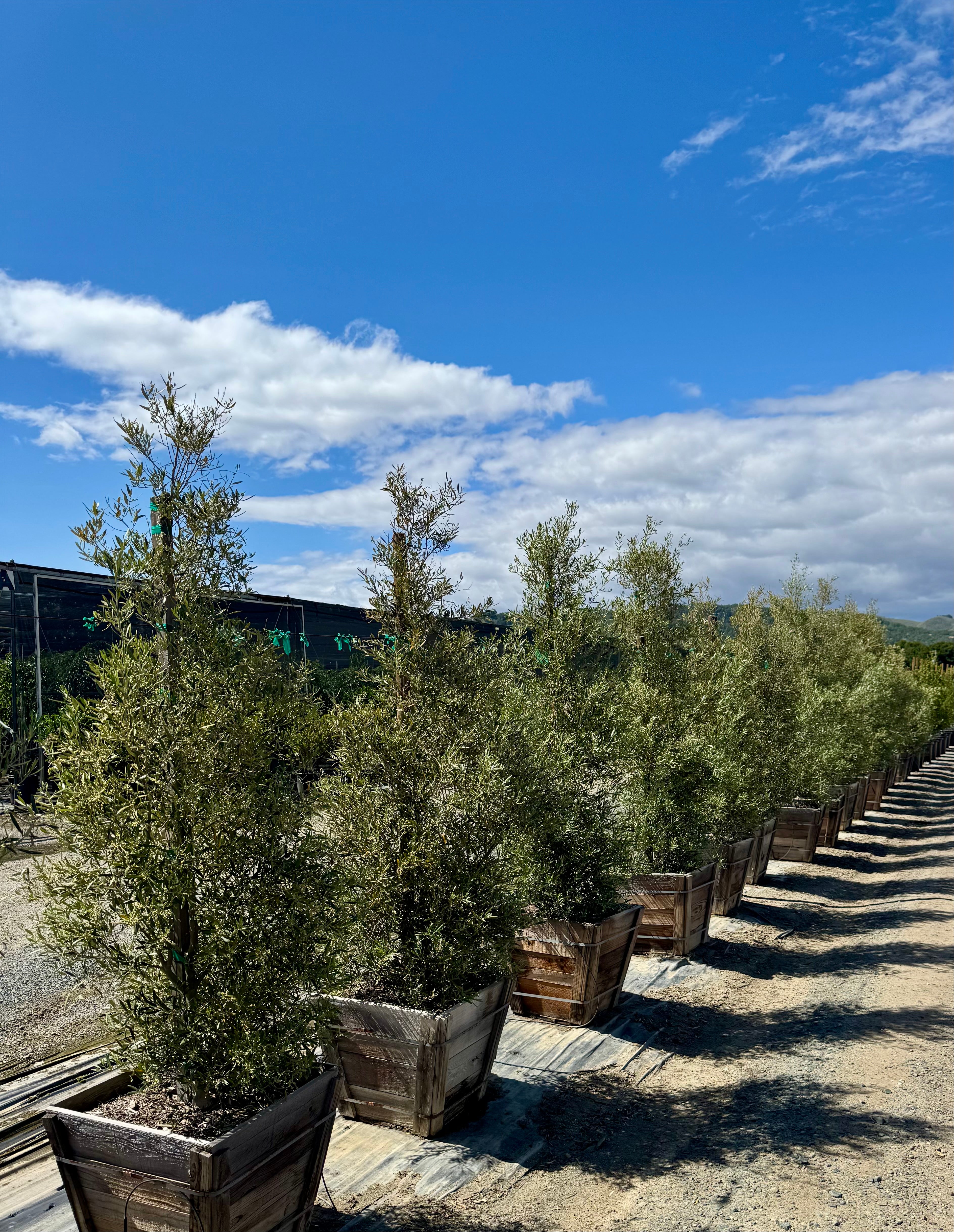 Majestic Beauty Fruitless Olive (Olea Europaea Monher) 24 inch box