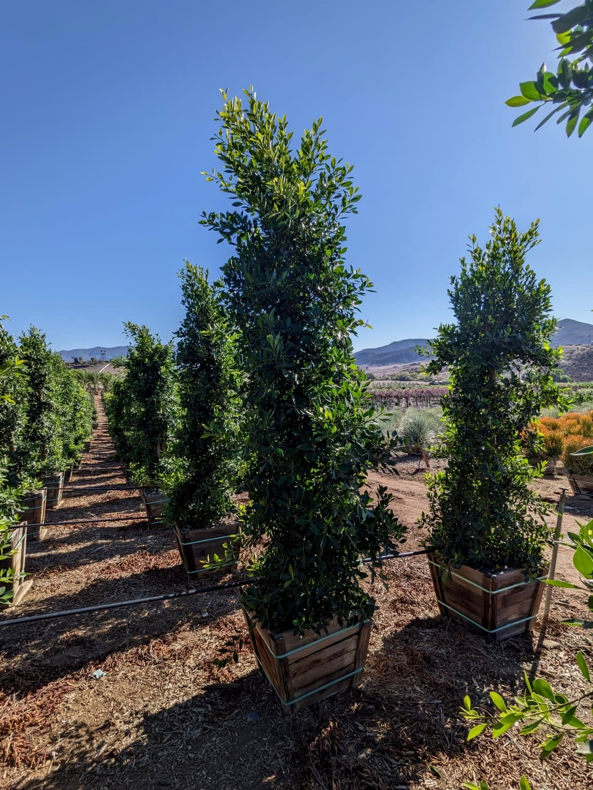Indian Laurel (Ficus Nitida) Column 24inch box