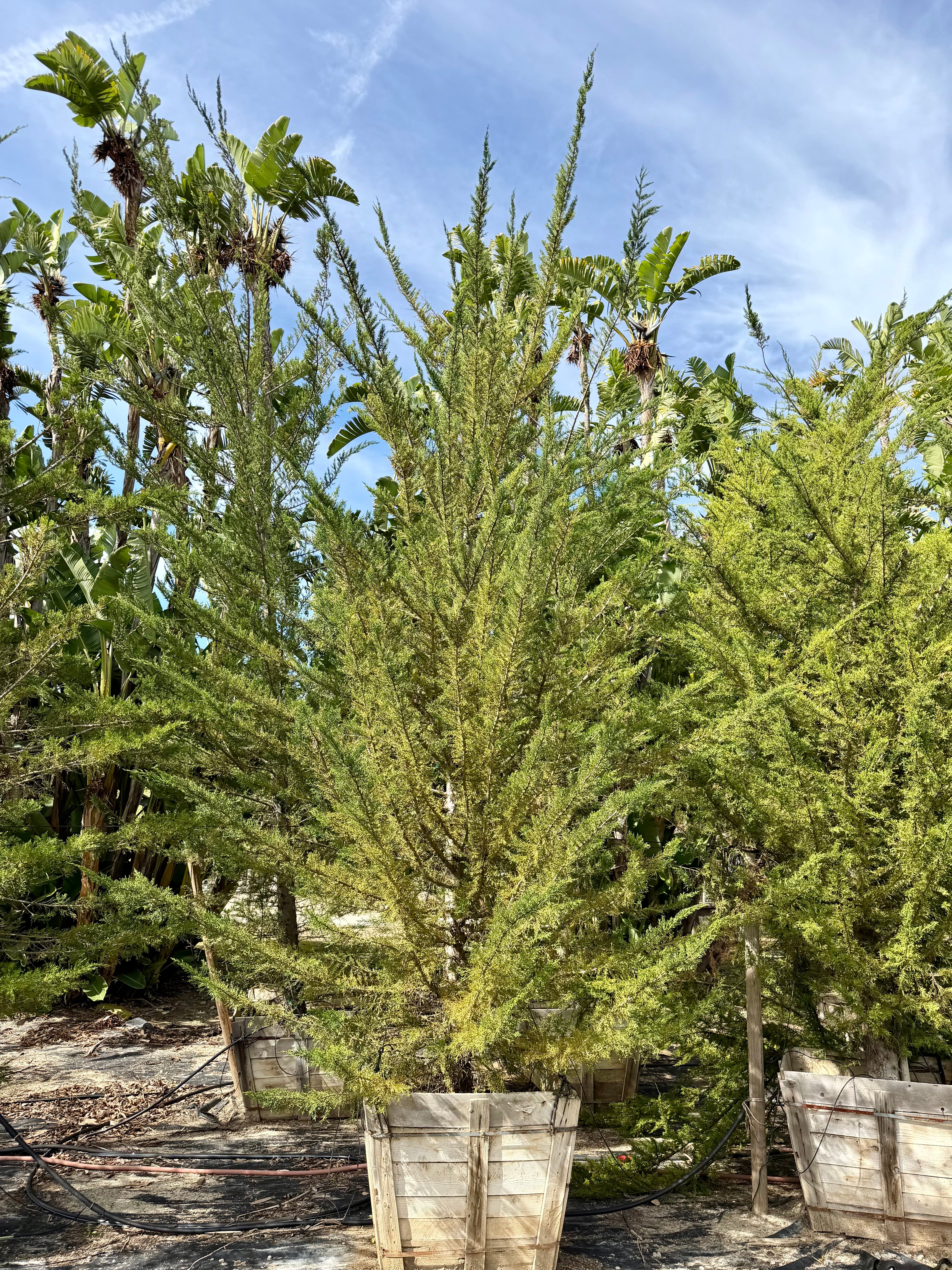 Cupressus Macrocarpa 'Monterey Cypress' 36 inch box