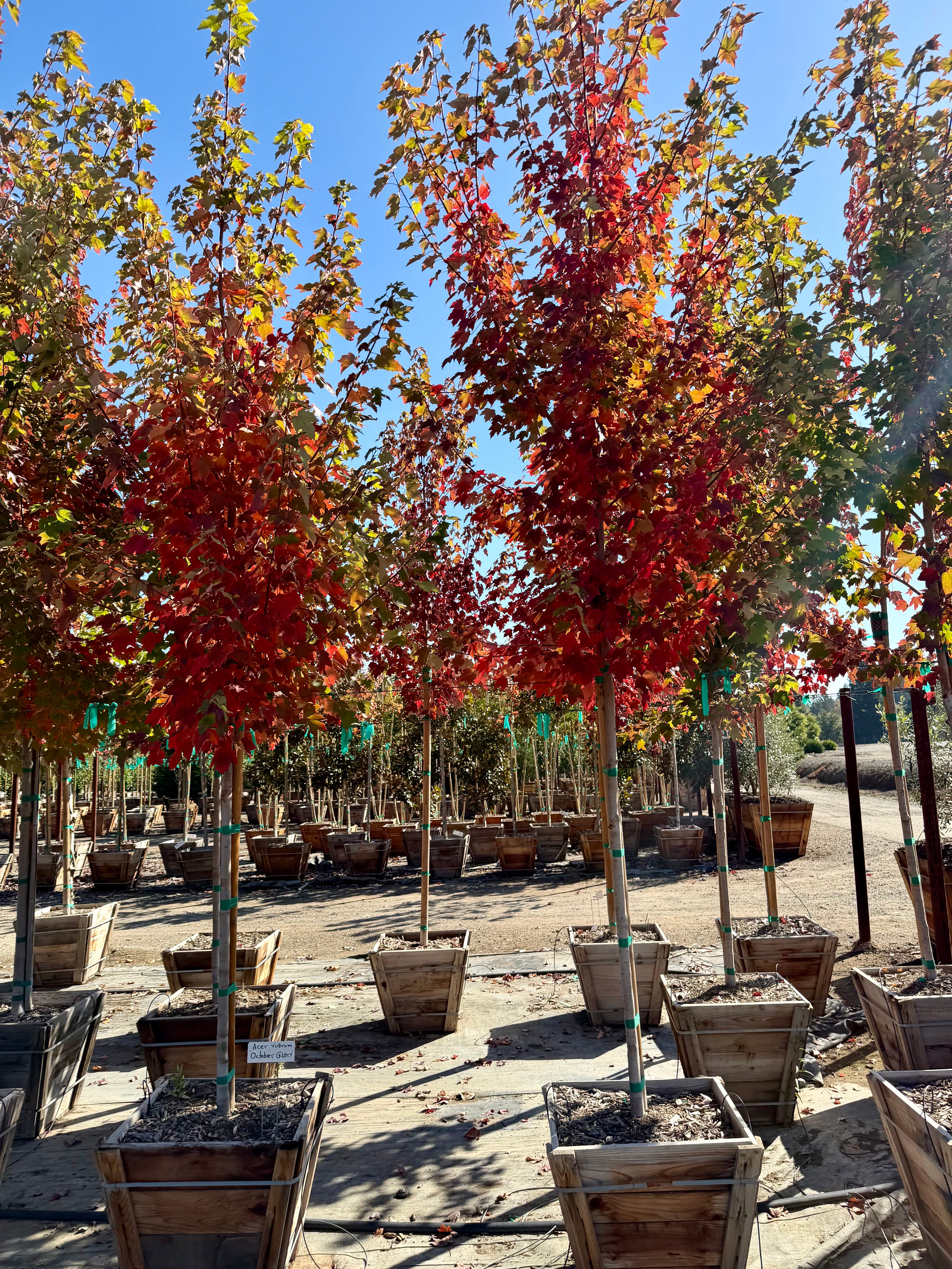 October Glory (Acer Rubrum) Maple 24 inch box