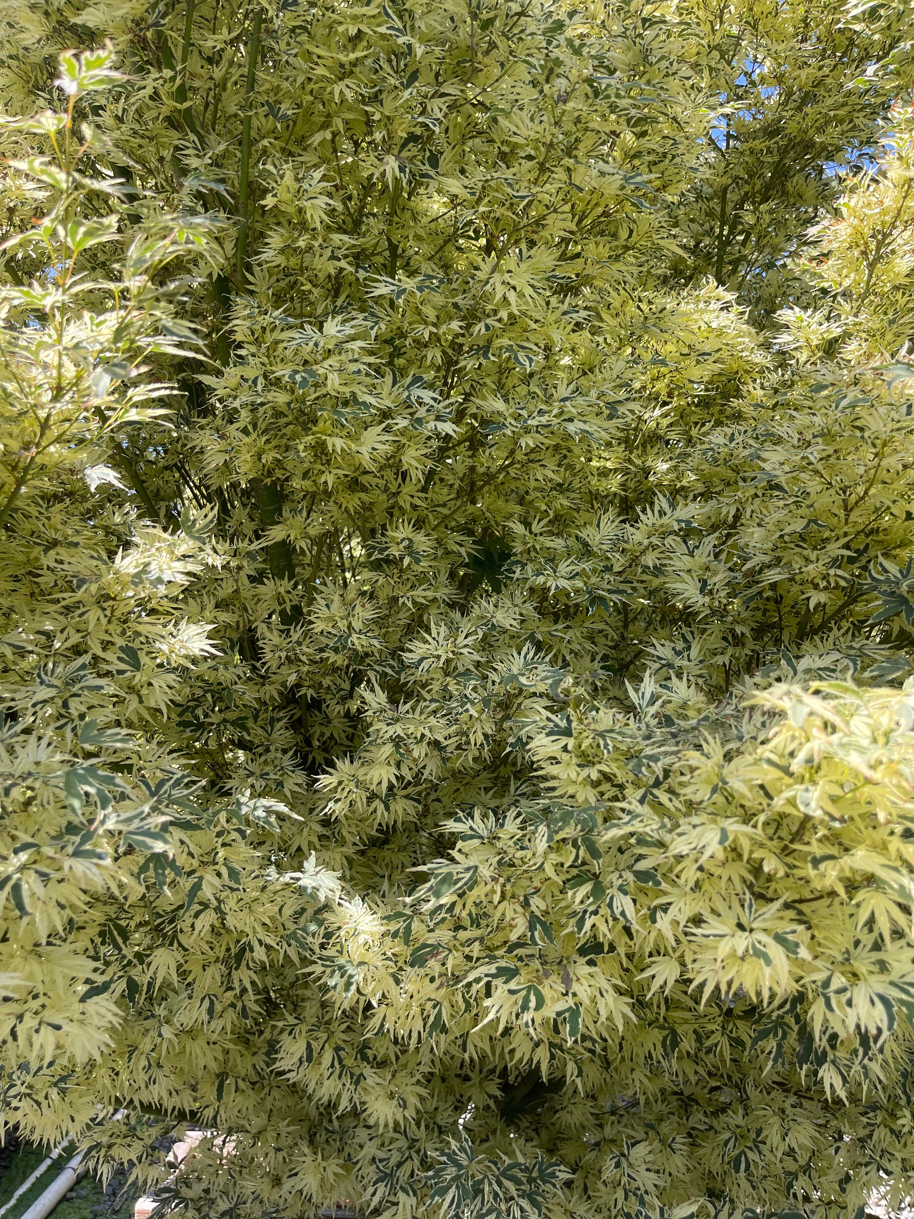 Acer Palmatum 'Butterfly' Japanes Maple