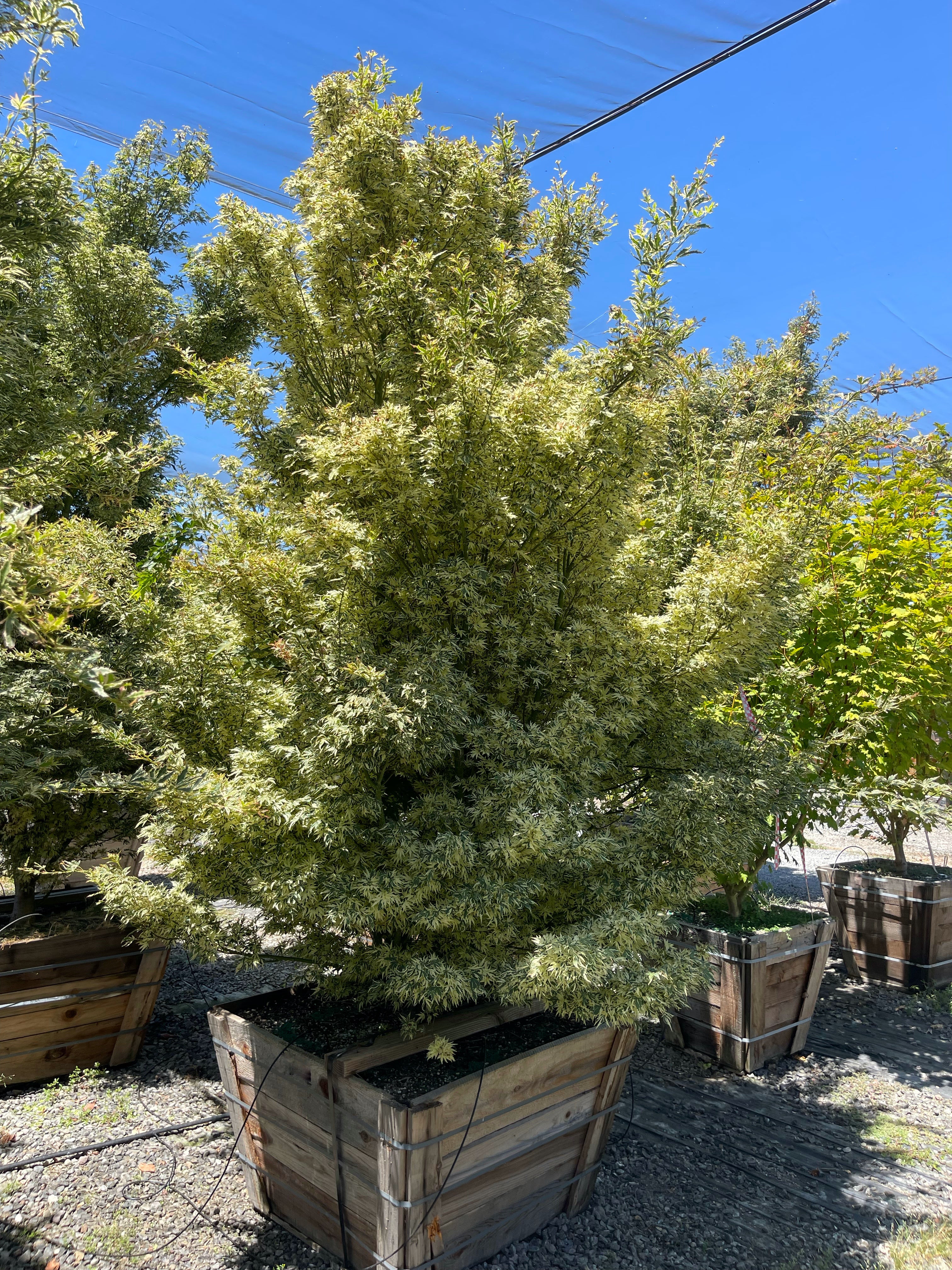 Acer Palmatum 'Butterfly' Japanes Maple
