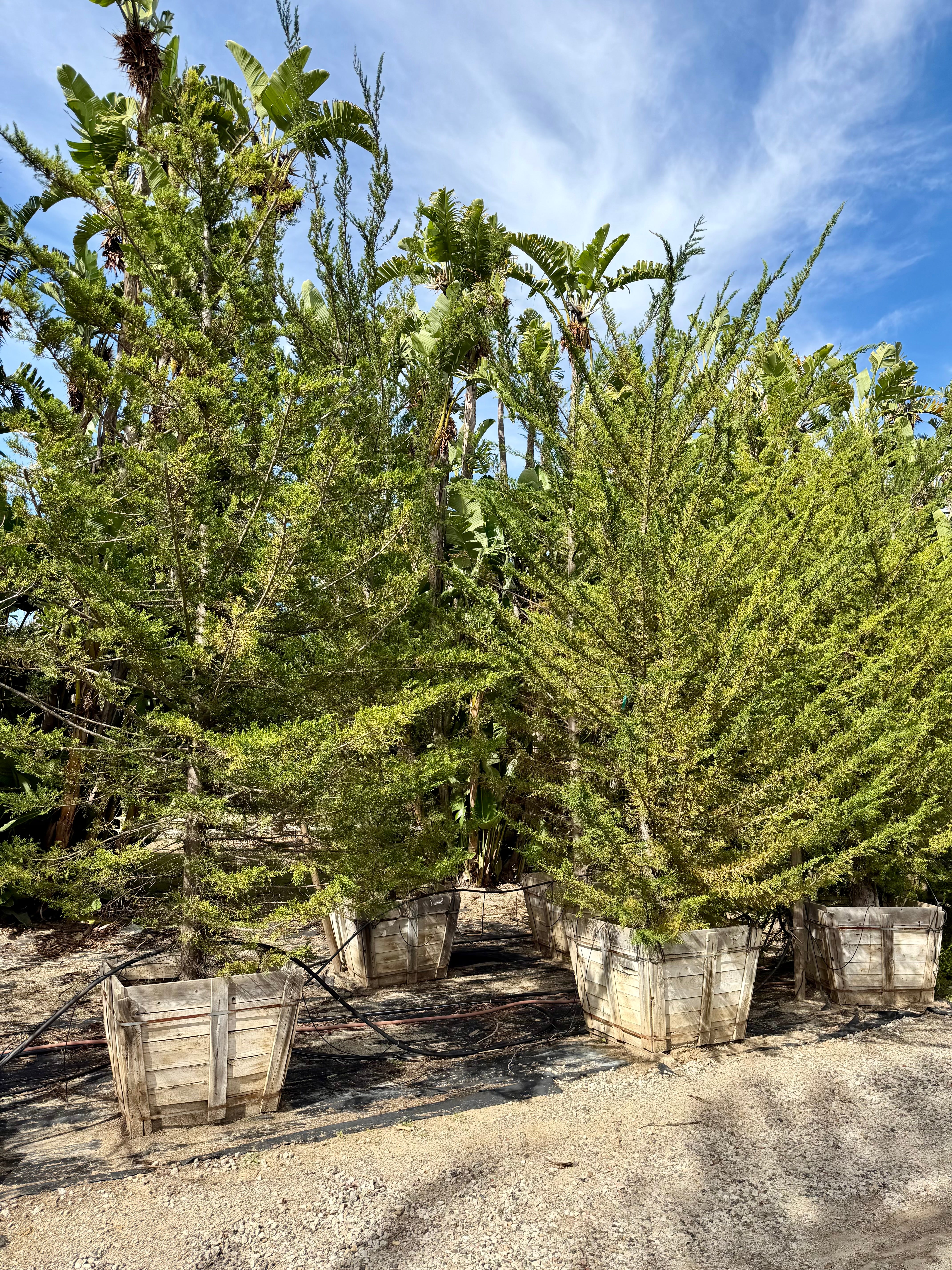 Cupressus Macrocarpa 'Monterey Cypress' 36 inch box