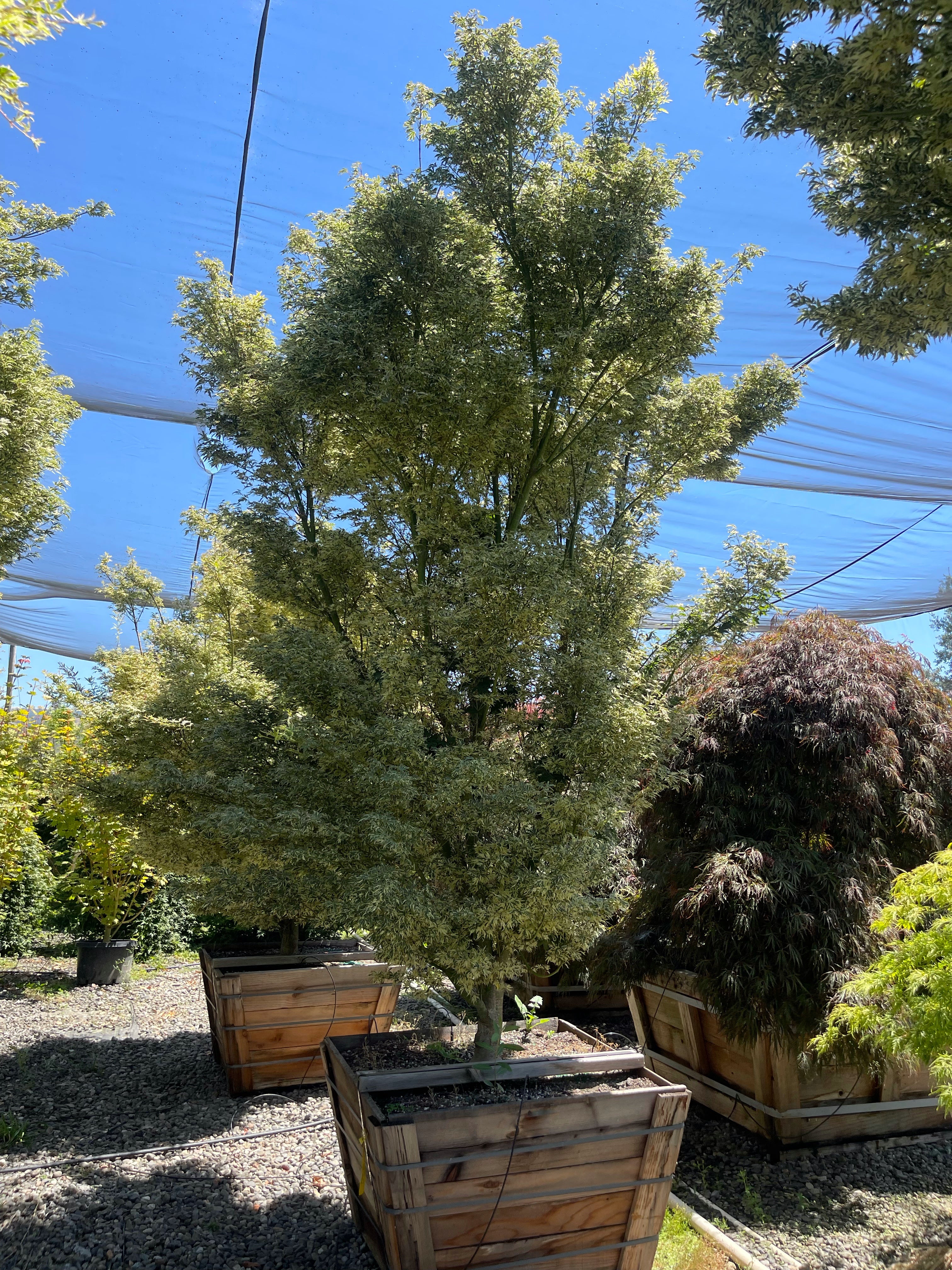 Acer Palmatum 'Butterfly' Japanes Maple
