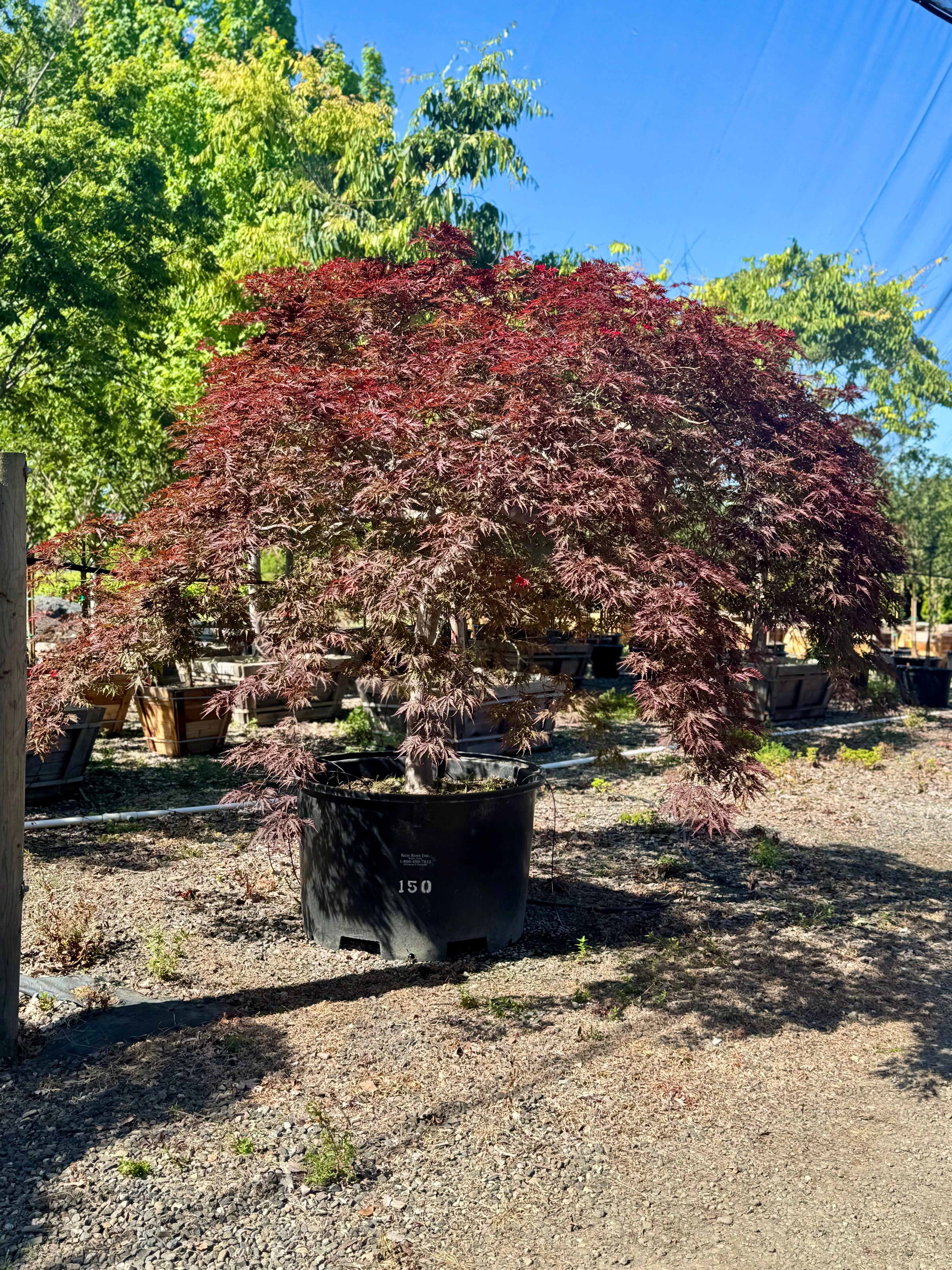 Acer Palmatum 'Inaba Shidare' 150 Gallon